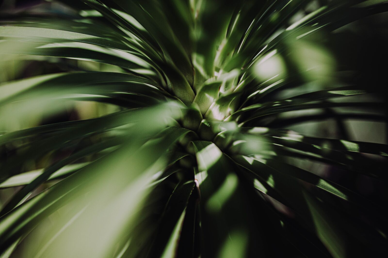 Canon EOS 5D Mark II sample photo. Palm, tree, long photography