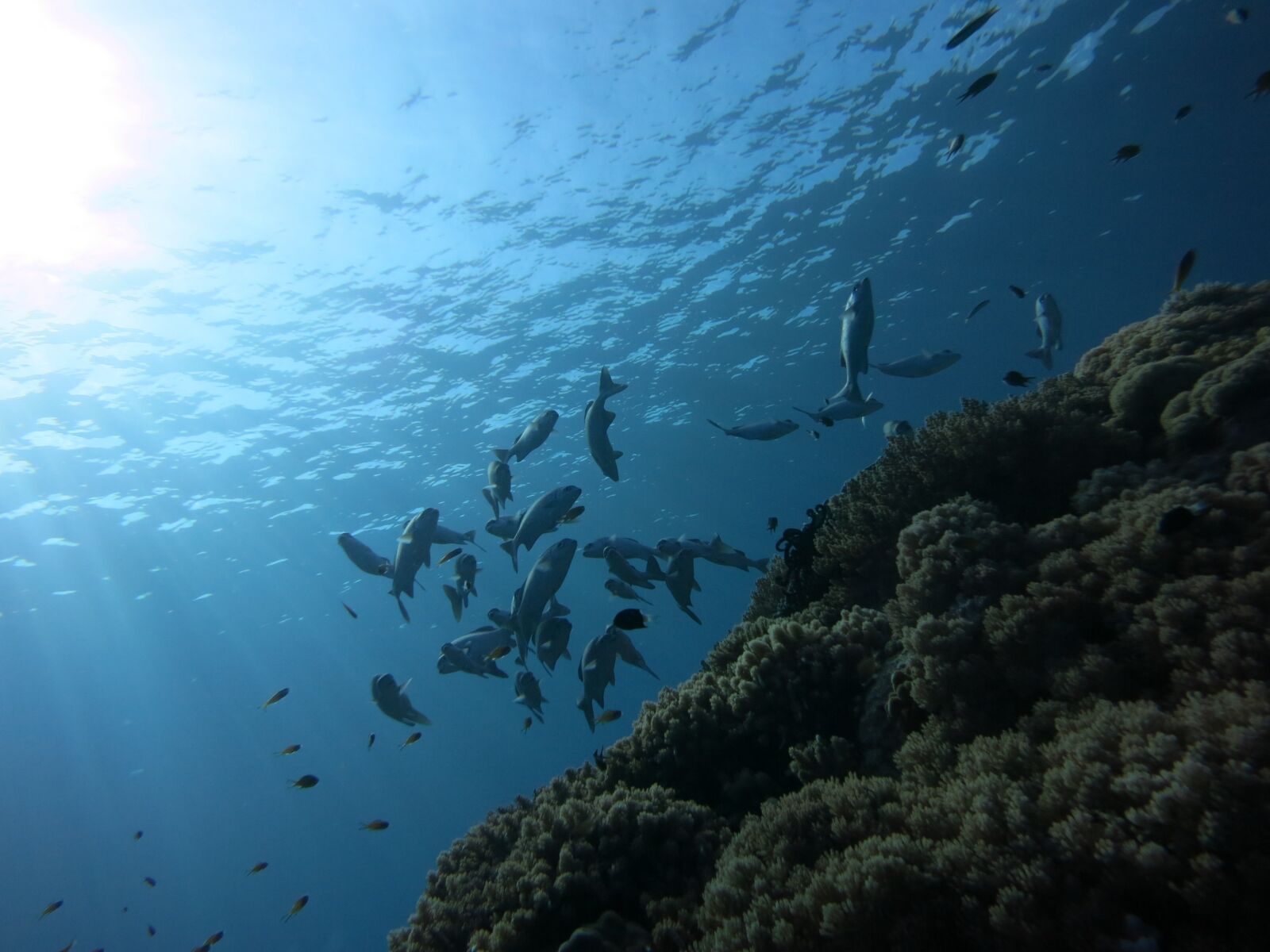 Canon PowerShot S110 sample photo. Grunts, haemulidae, diving photography