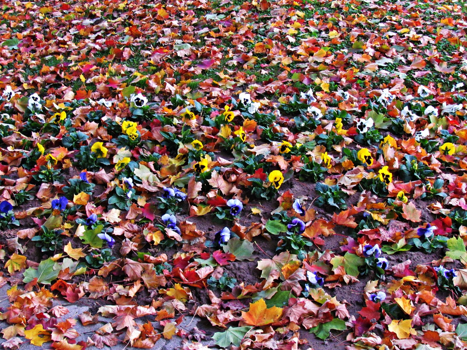 Canon PowerShot SX30 IS sample photo. Flowers, foliage, autumn photography
