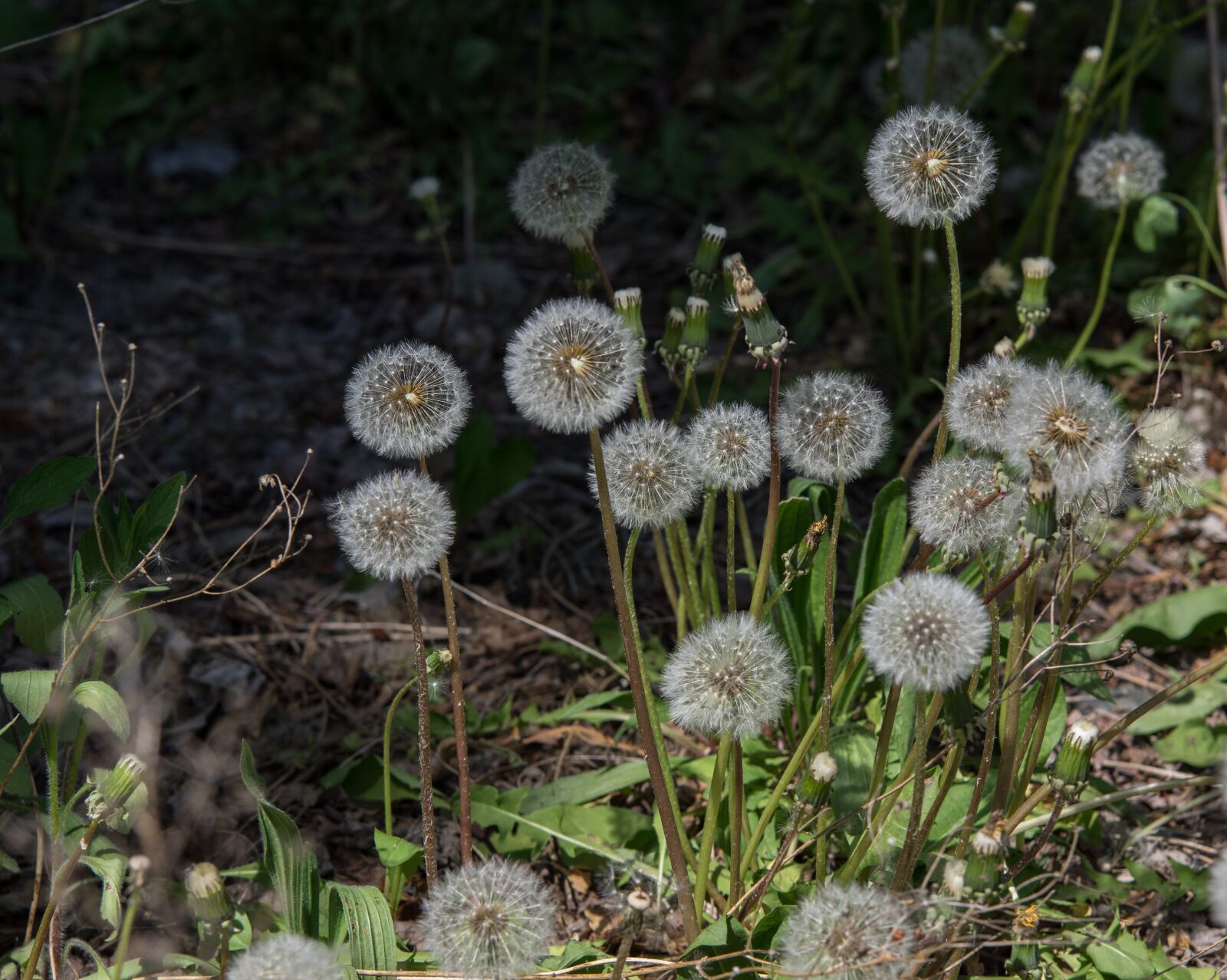 Pentax K-3 sample photo. Nature, dandelion, plant photography