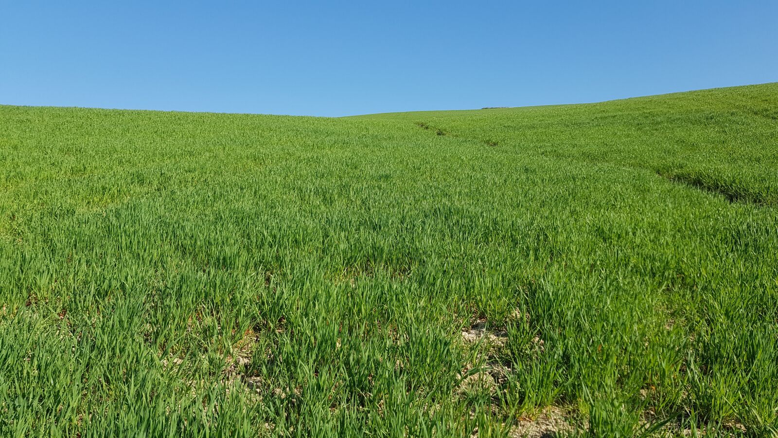 Samsung Galaxy S8 sample photo. Grass, field, tuscany photography