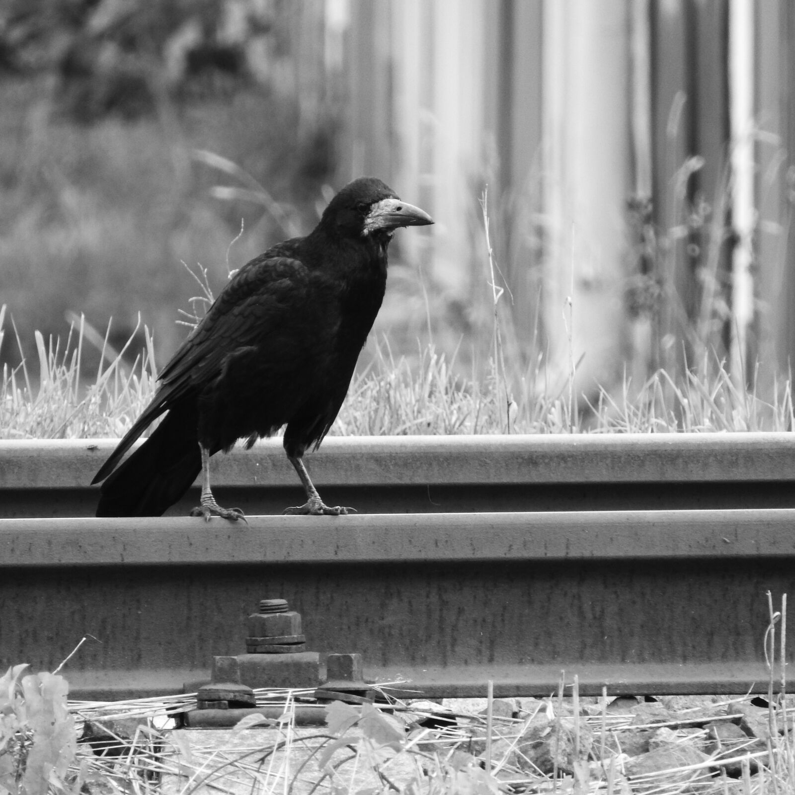 Nikon Coolpix P610 sample photo. Raven, track, bird on photography