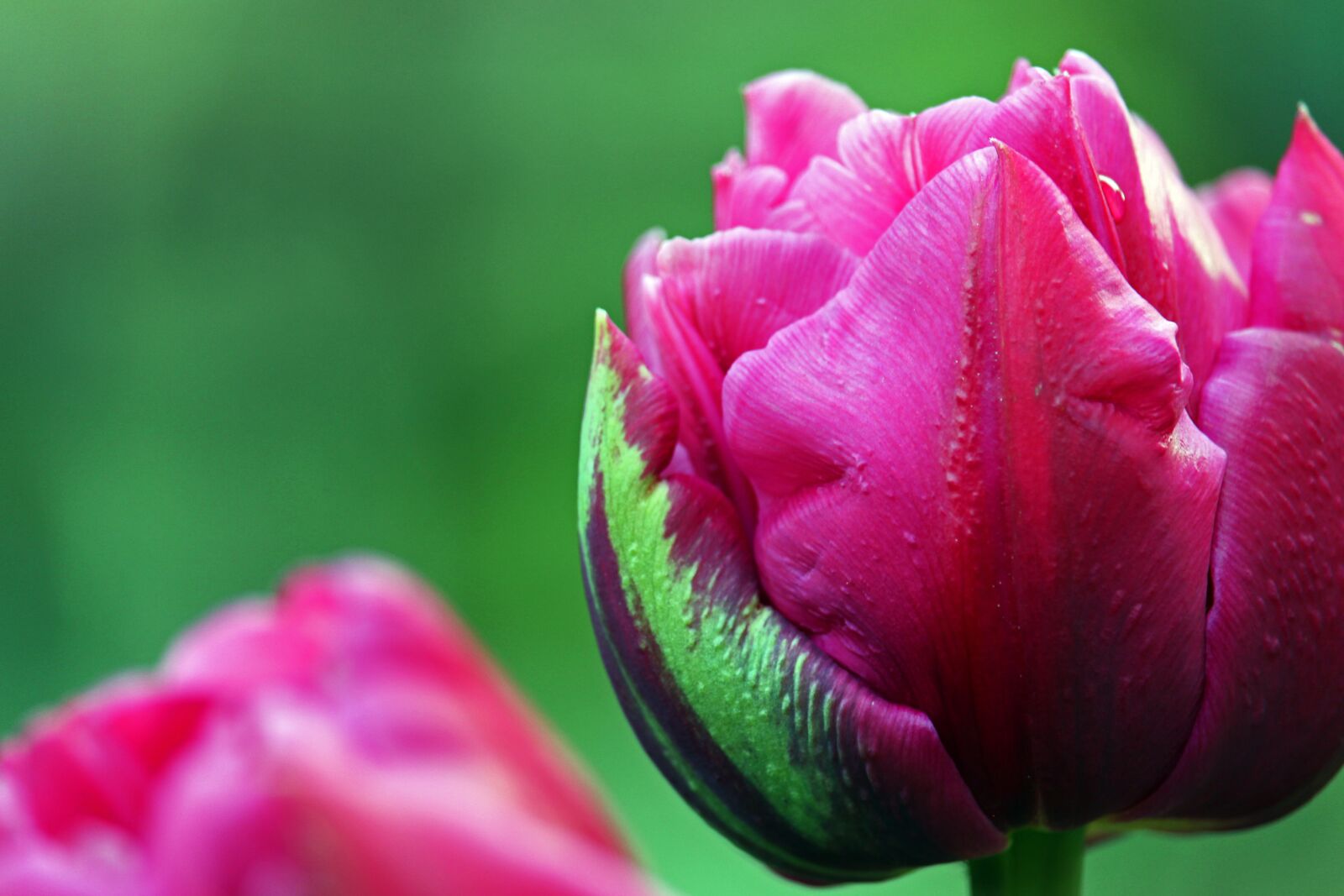 Canon EOS 700D (EOS Rebel T5i / EOS Kiss X7i) sample photo. Tulips, spring, flowers photography