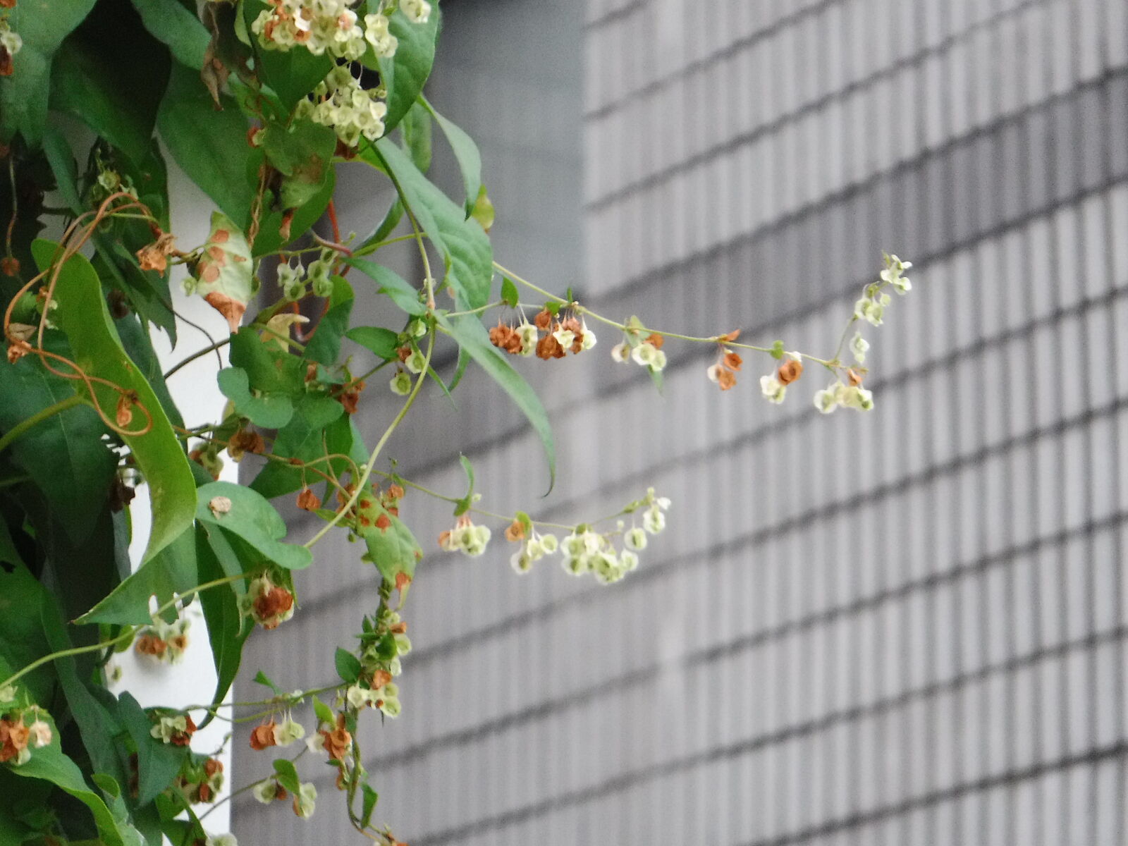 Fujifilm FinePix XP80 XP81 XP85 sample photo