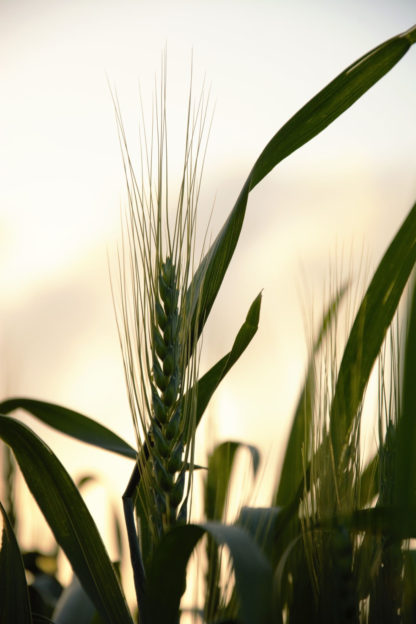 Nikon D7100 sample photo. Sunset, wheat, field photography