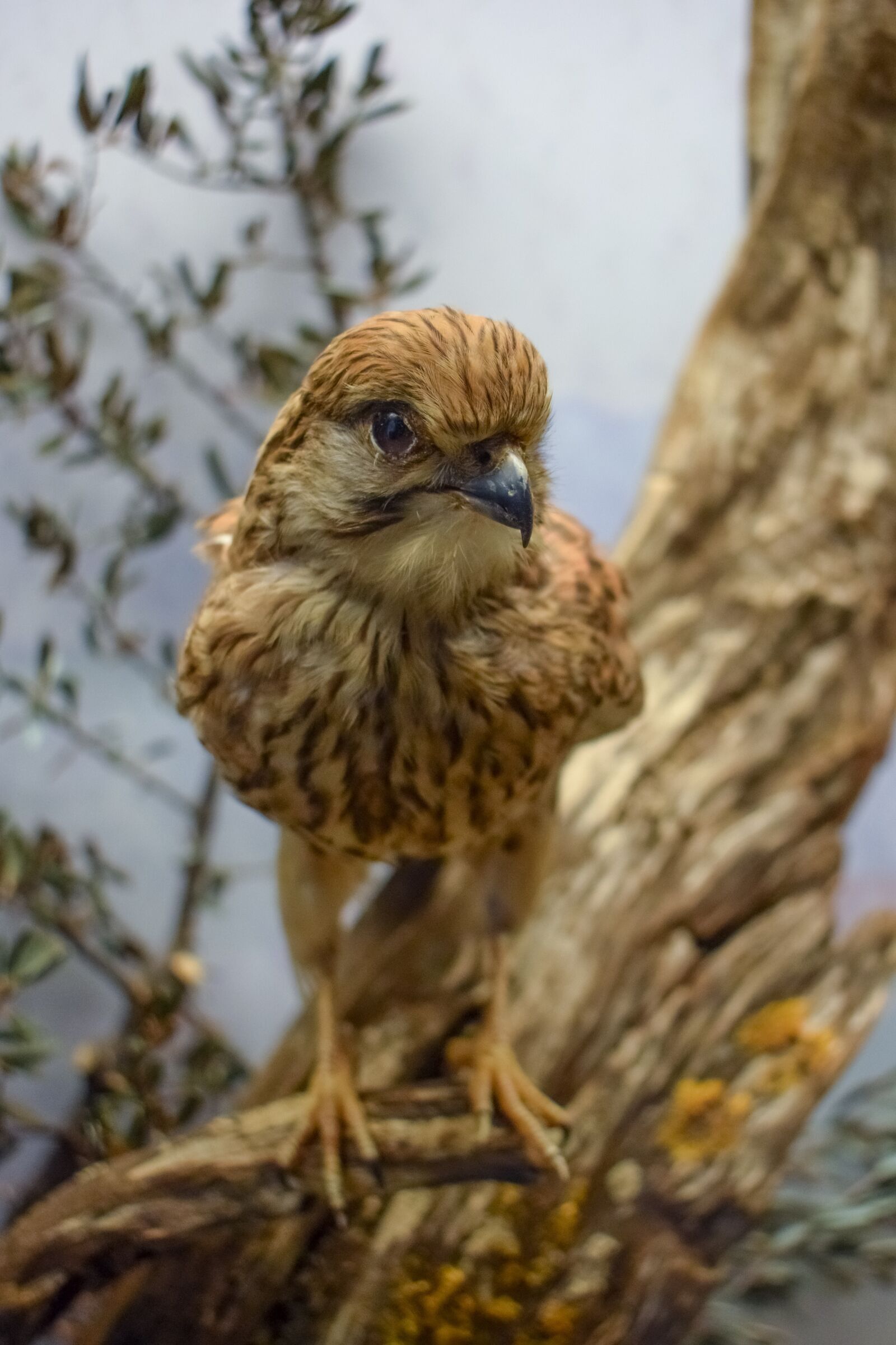 Nikon D3300 sample photo. Hawk, animal, stuffed photography