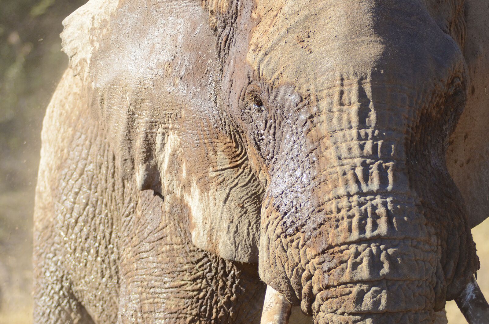 Nikon D7000 sample photo. South africa, pilanesberg, africa photography