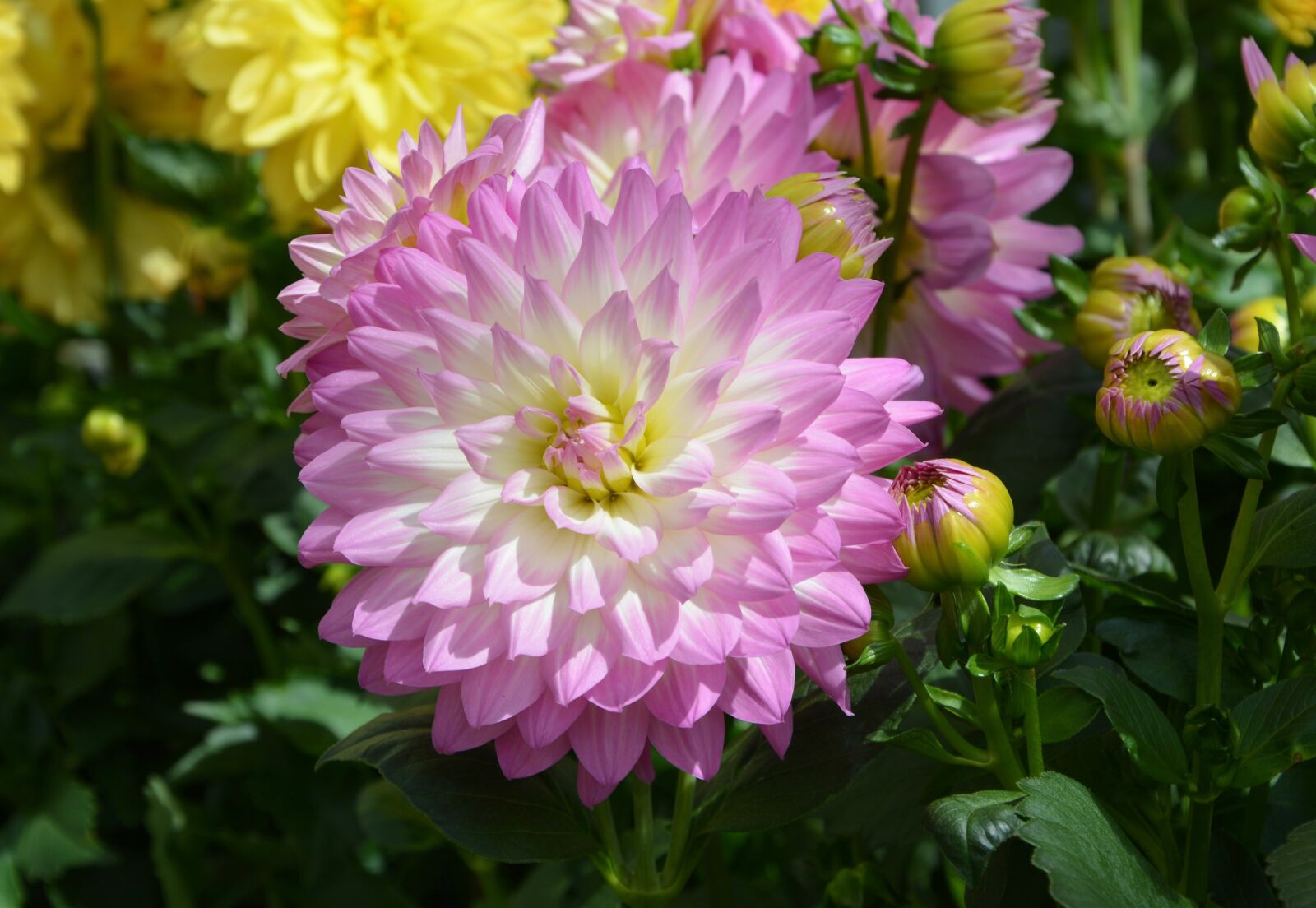 Nikon D5200 sample photo. Flower, dahlia, flower dahlia photography