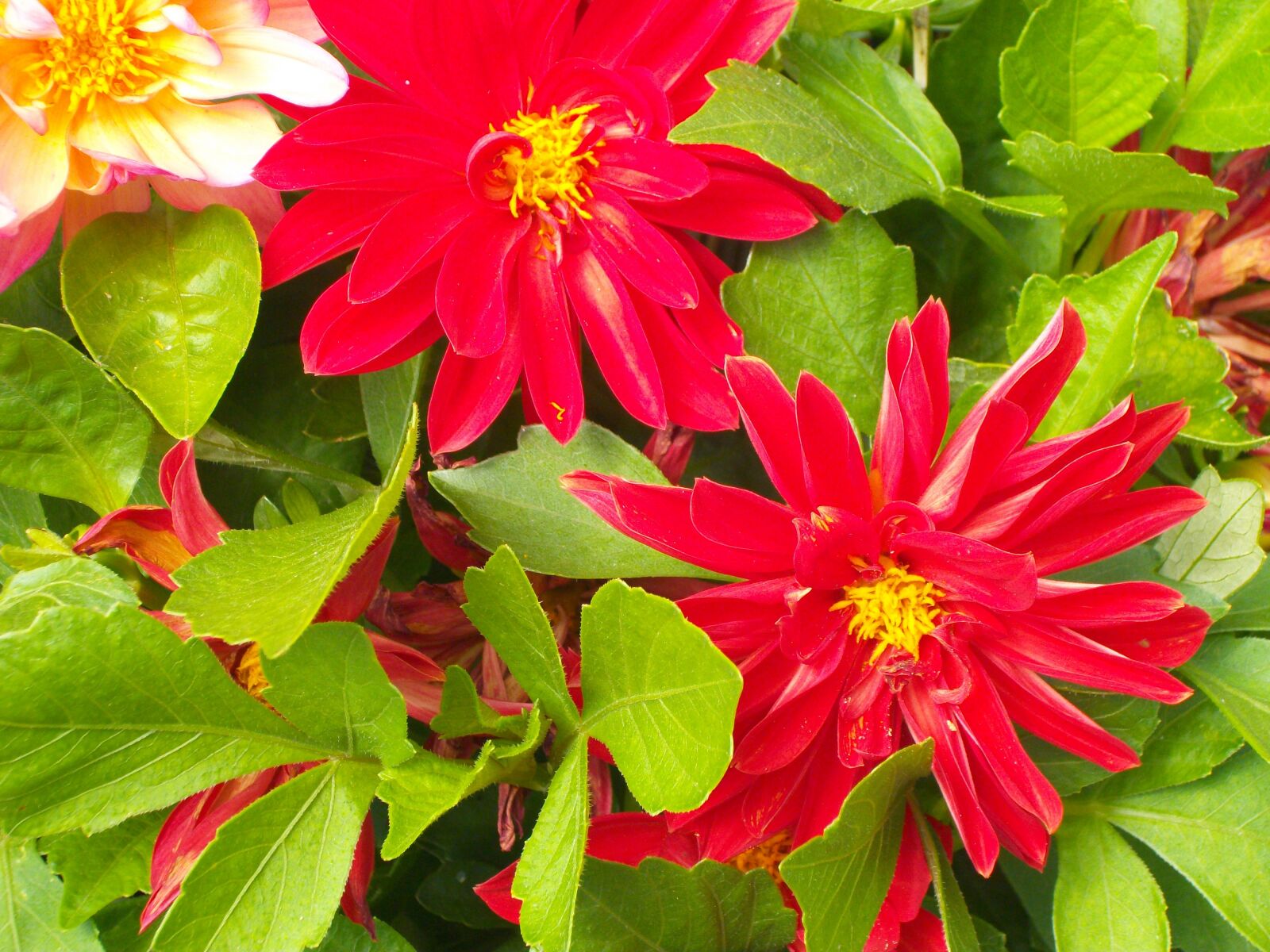 Pentax Optio M85 sample photo. Flower, red, flowers photography
