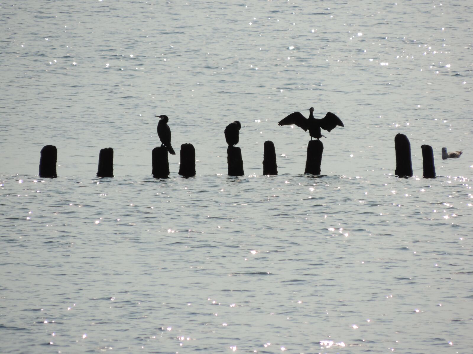 Nikon Coolpix P520 sample photo. Birds, sea, wings photography