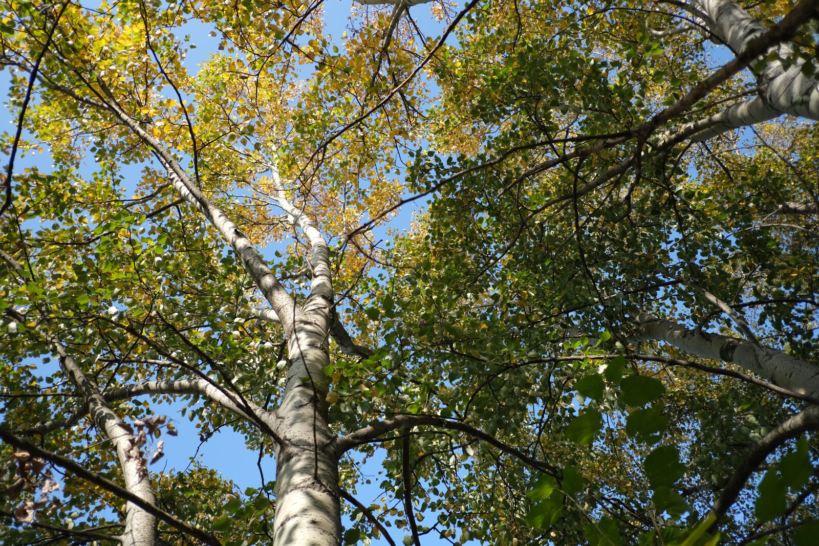 Fujifilm XF 18mm F2 R sample photo. Birch, tree, the sky photography