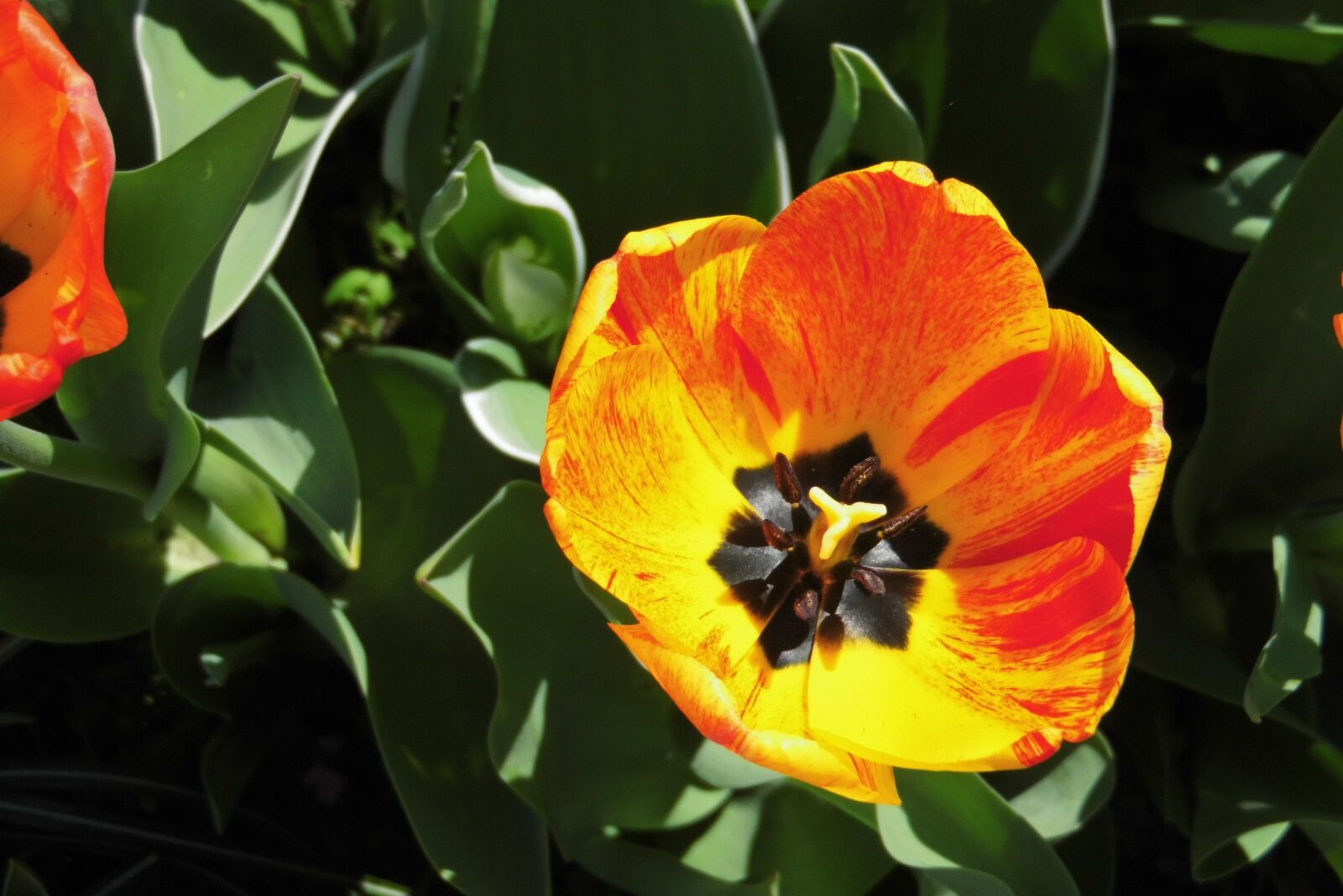 MEDION MD86929 sample photo. Flower, tulip, spring photography