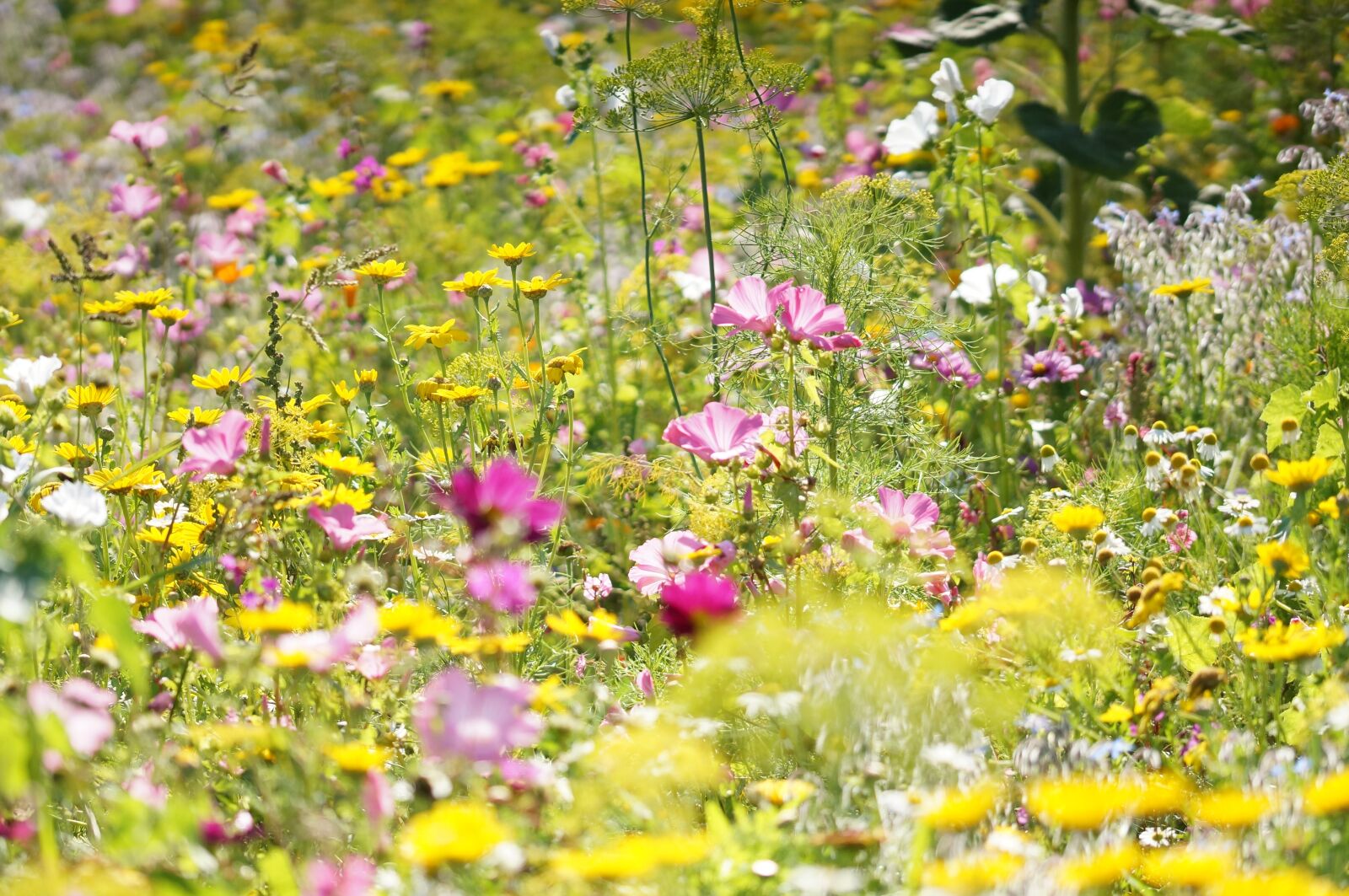 Sony SLT-A57 + 105mm F2.8 sample photo. Flower meadow, wild flowers photography