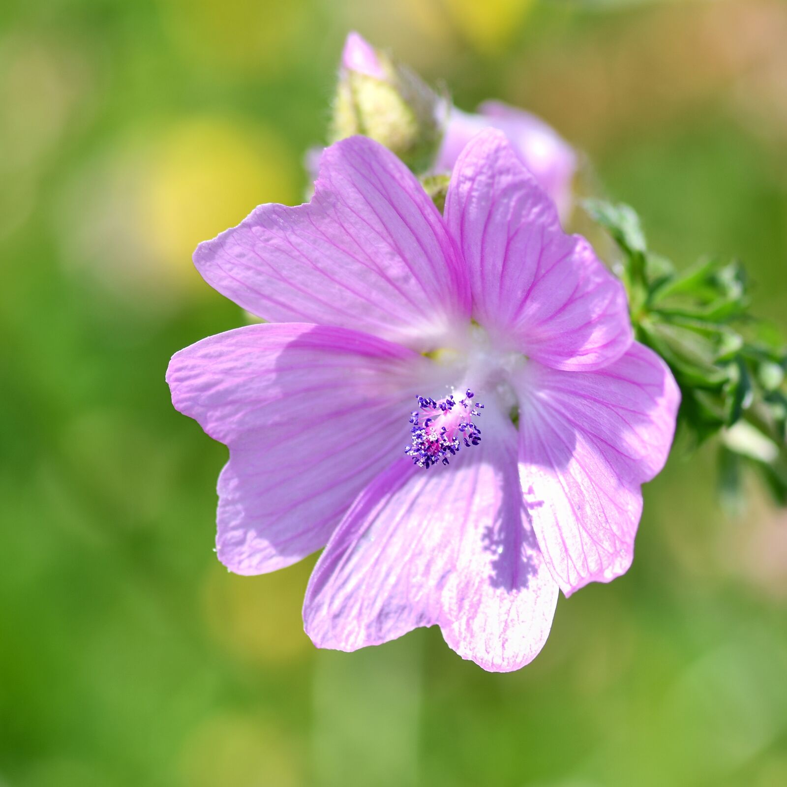 Nikon D500 sample photo. Flower, pink, purple photography