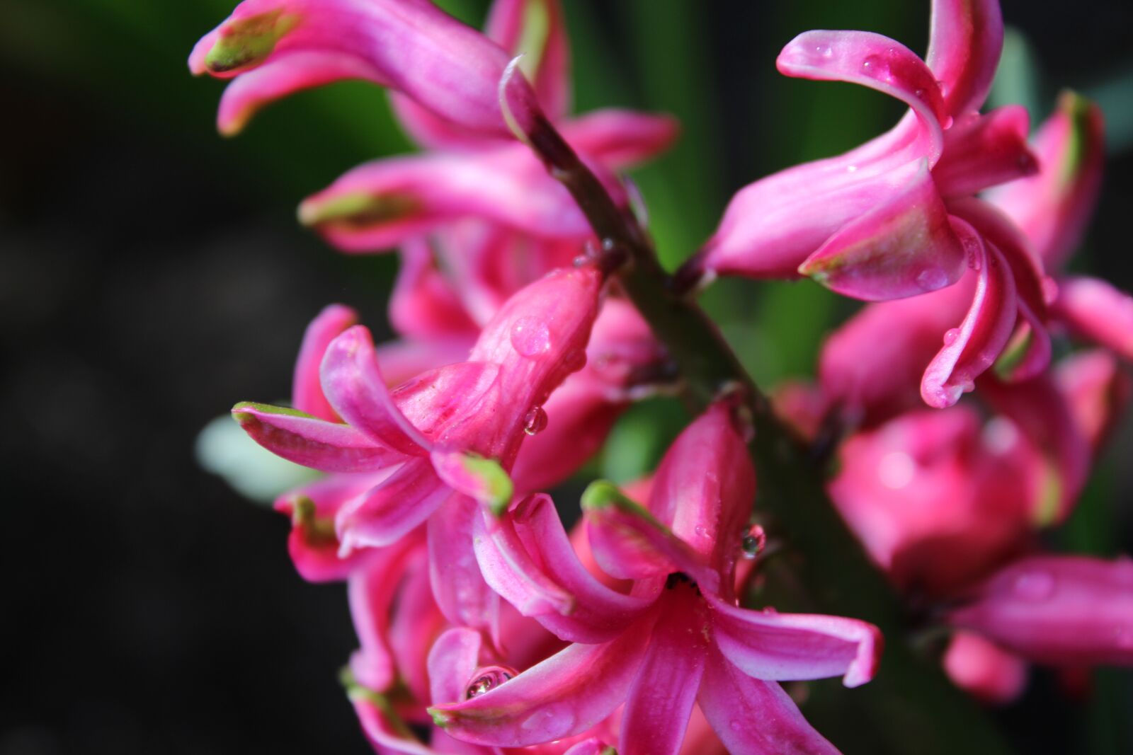 Canon EOS 600D (Rebel EOS T3i / EOS Kiss X5) sample photo. Flowers, plant, petals photography
