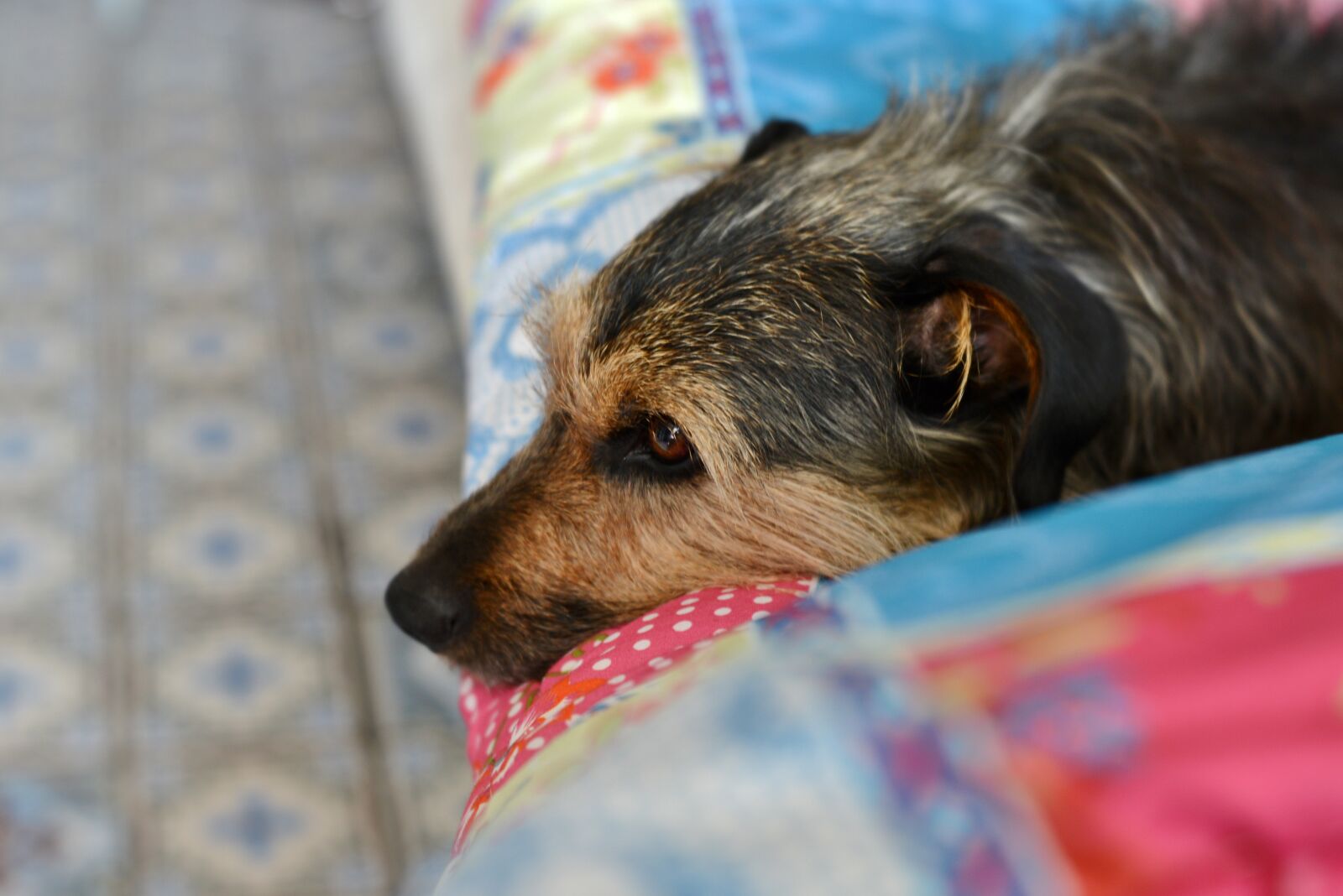 Nikon D600 sample photo. Doggy, relax, dog photography