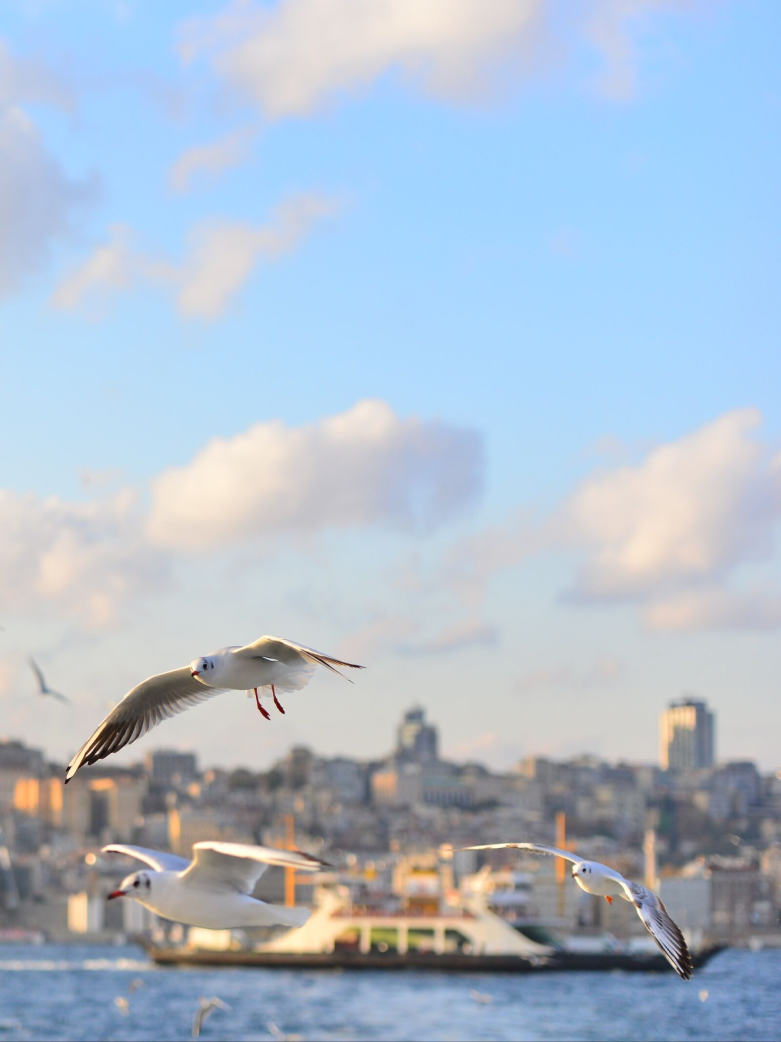 Nikon D800 sample photo. Seagull, marine, cloud photography