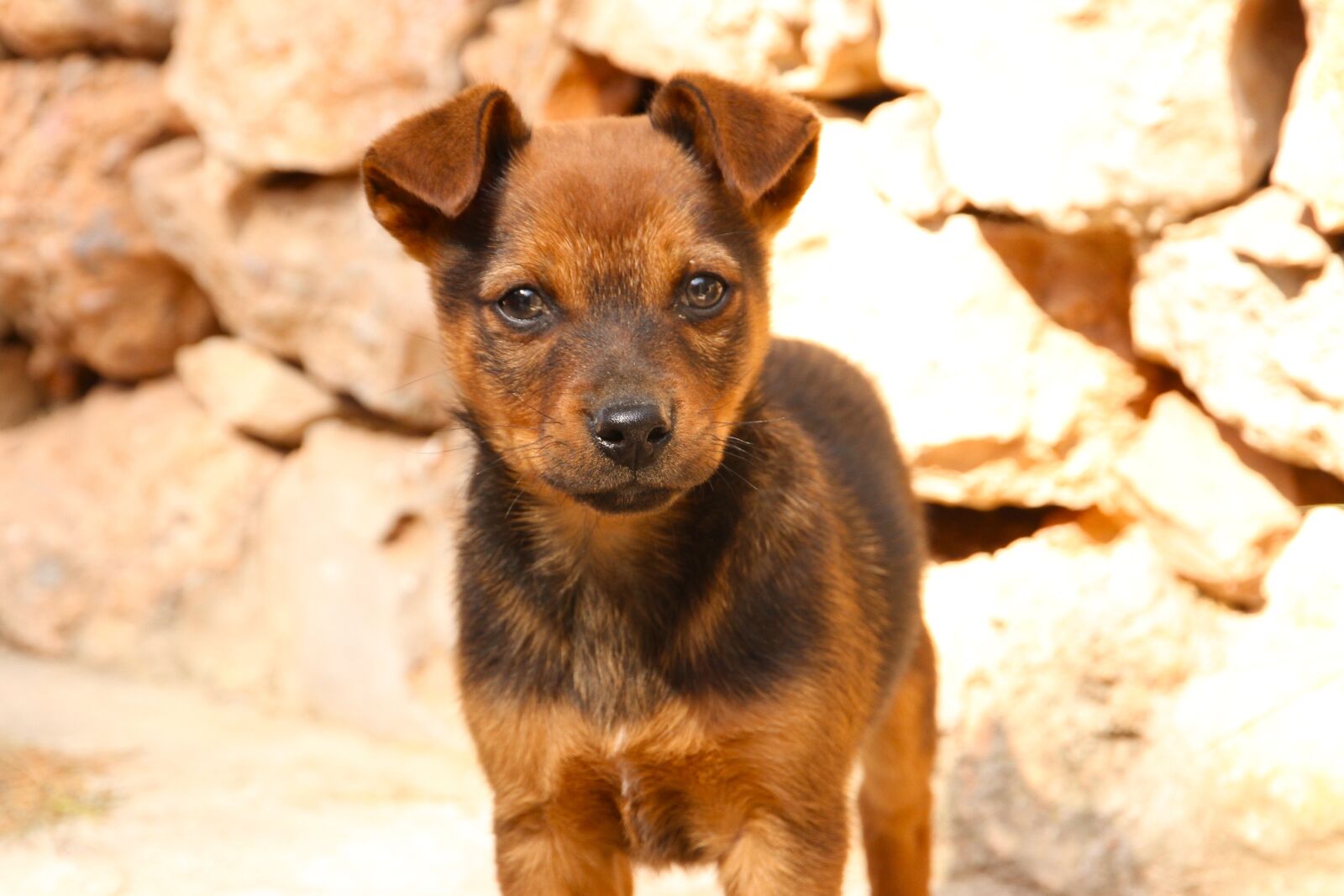 Canon EOS 7D sample photo. Puppy, pet, loving photography