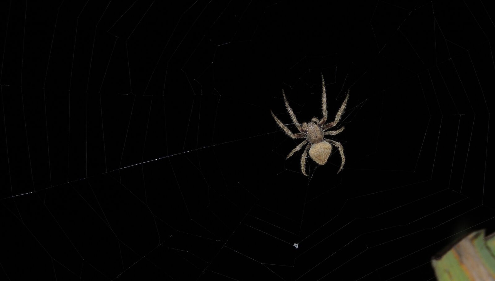 Nikon Coolpix P510 sample photo. Spider, insect, sting photography