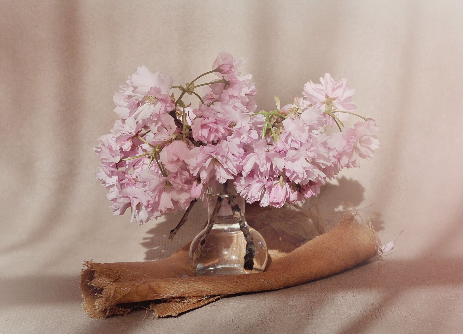 Nikon D90 sample photo. Flowers, cherry blossoms, flowering photography