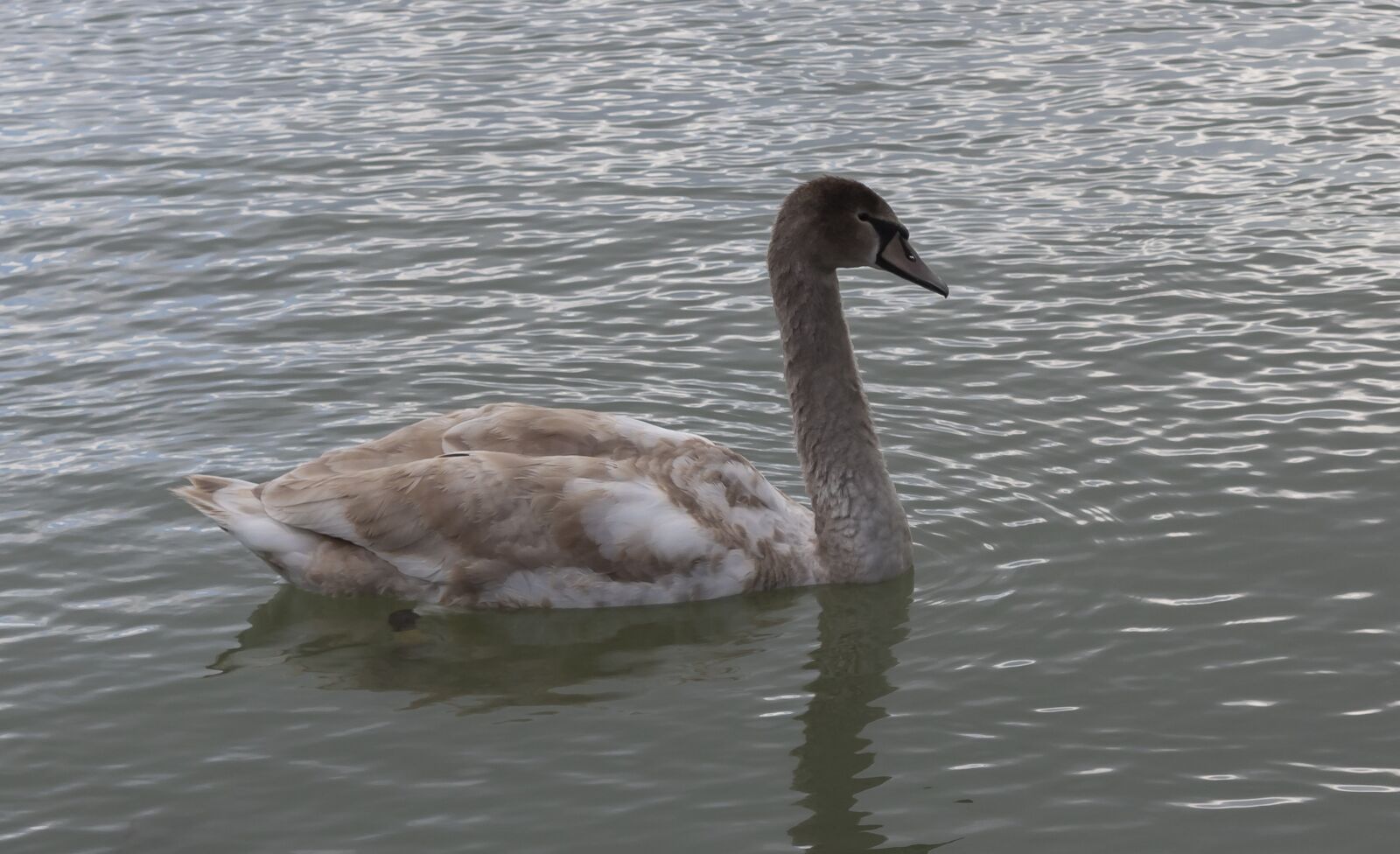 Canon EOS 1300D (EOS Rebel T6 / EOS Kiss X80) sample photo. Swan, water bird, nature photography