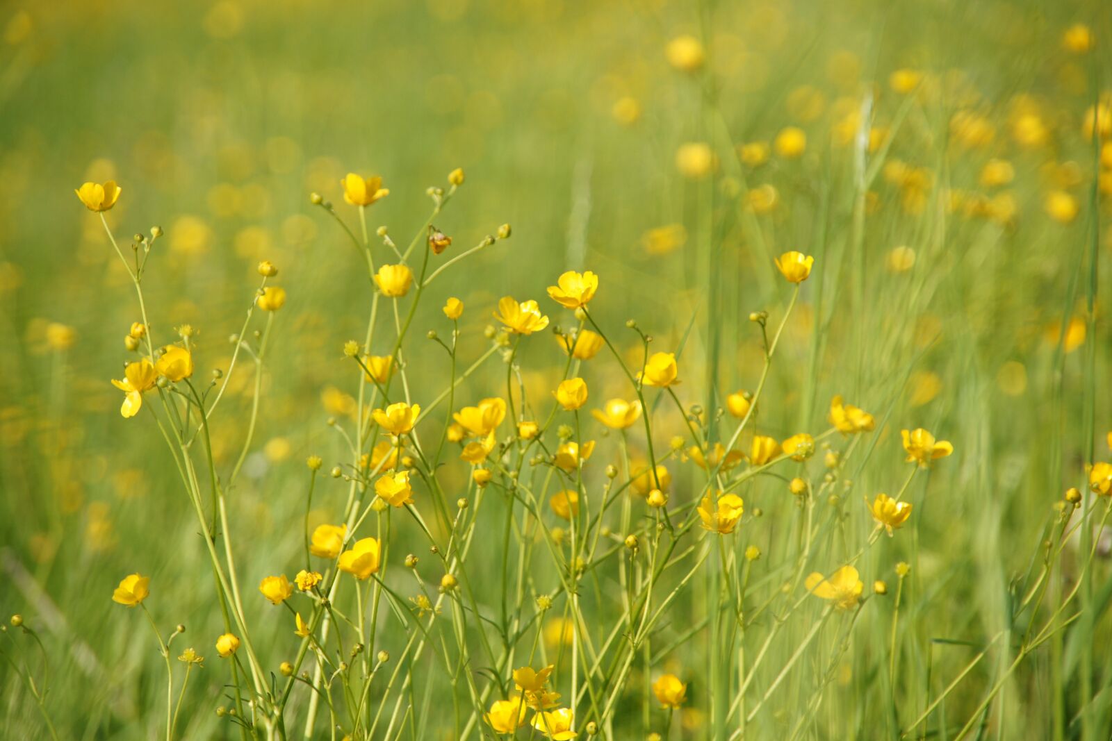 Sony Alpha DSLR-A700 sample photo. Field, meadow, grass photography