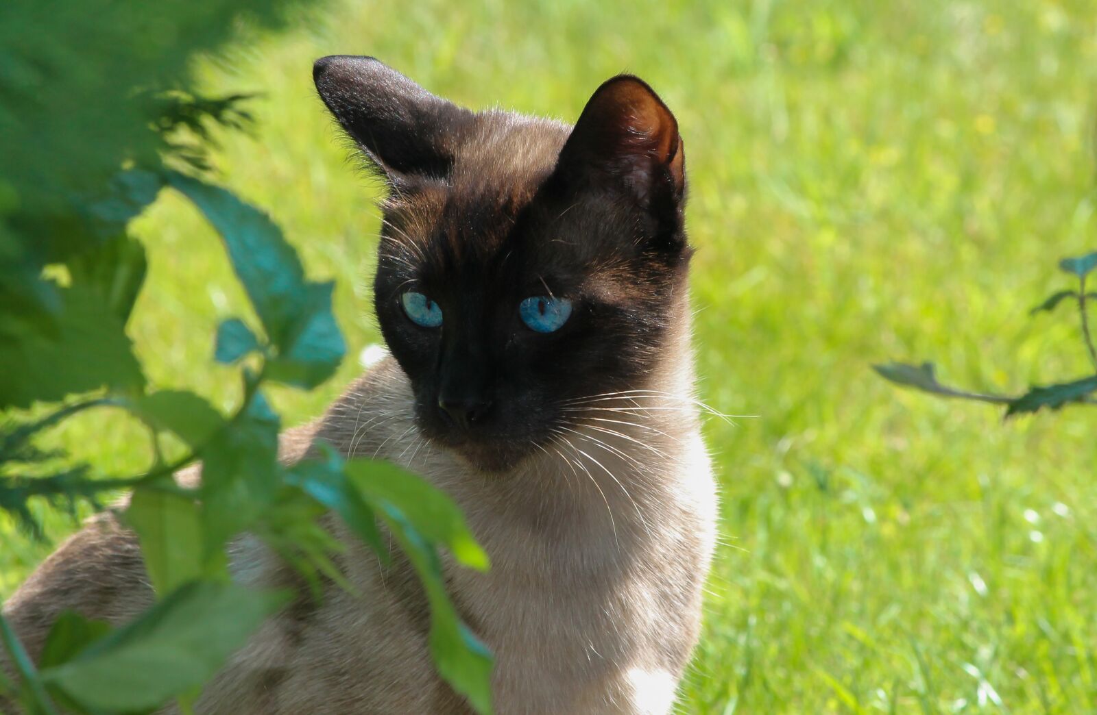 Canon EOS 1100D (EOS Rebel T3 / EOS Kiss X50) + Canon EF-S 55-250mm F4-5.6 IS II sample photo. Cat, siamese, portrait photography