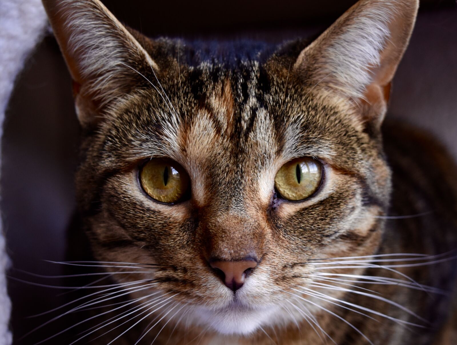 Nikon D5500 sample photo. Cat, kitten, cute photography