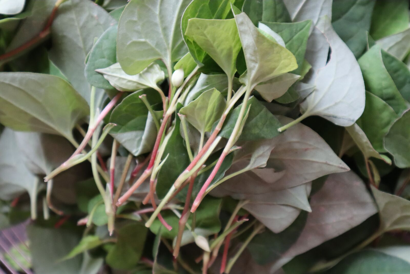 Canon EOS M50 (EOS Kiss M) sample photo. Vegetables, green, vitamin photography