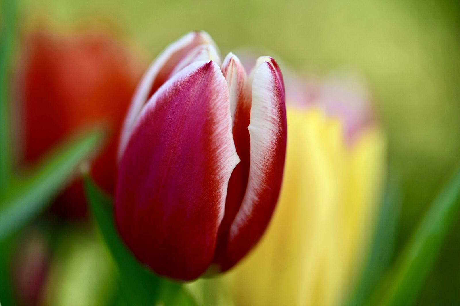 Nikon Z6 sample photo. Tulip, red, flower photography