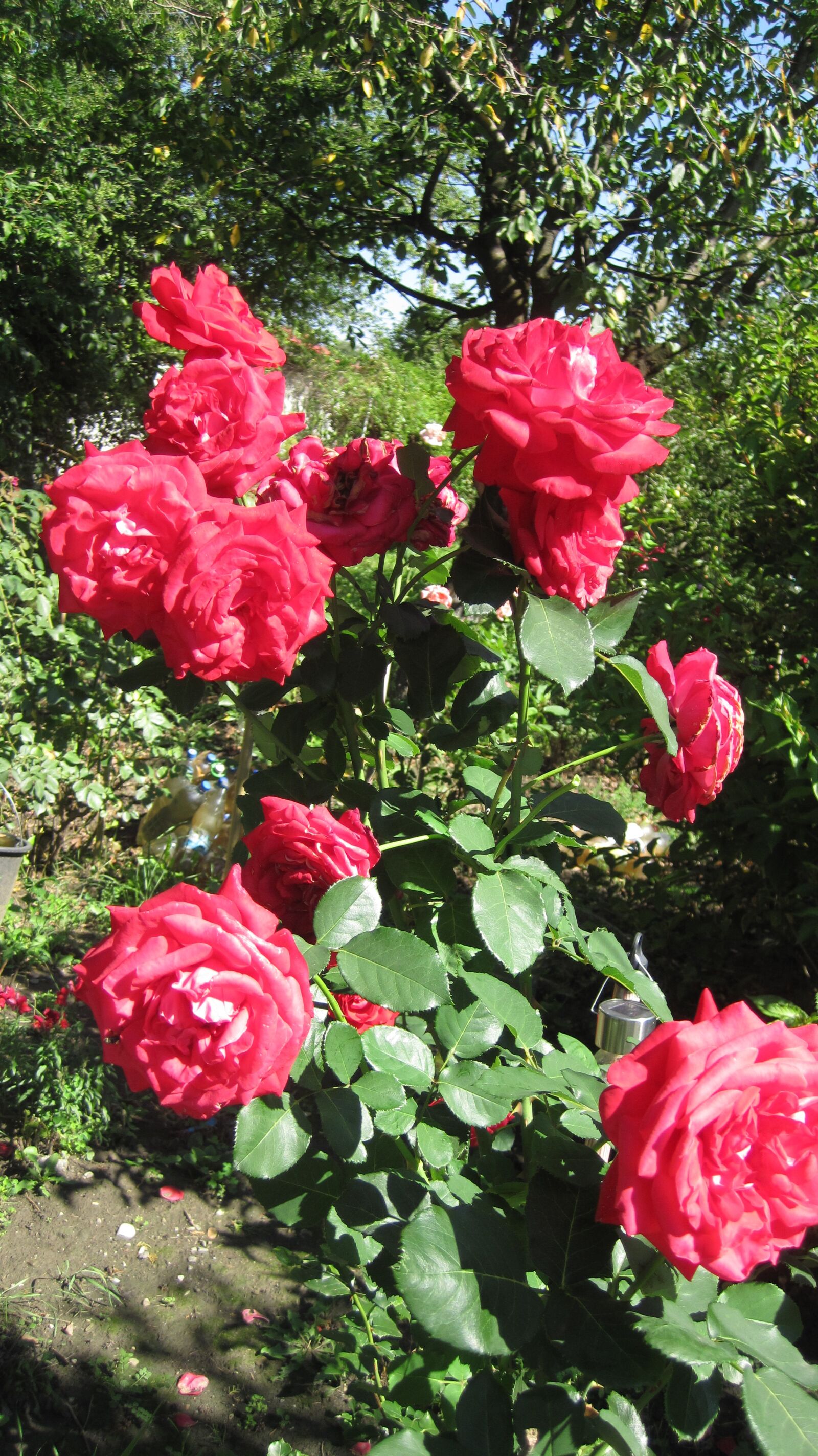 Canon PowerShot D10 sample photo. Rose, red, garden photography