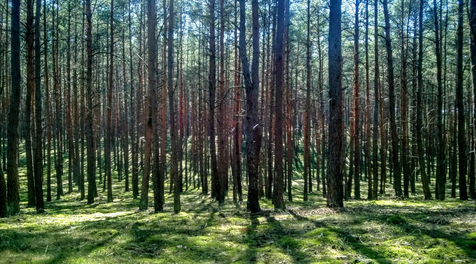 Nokia Lumia 735 sample photo. Forrest, straight, trees photography