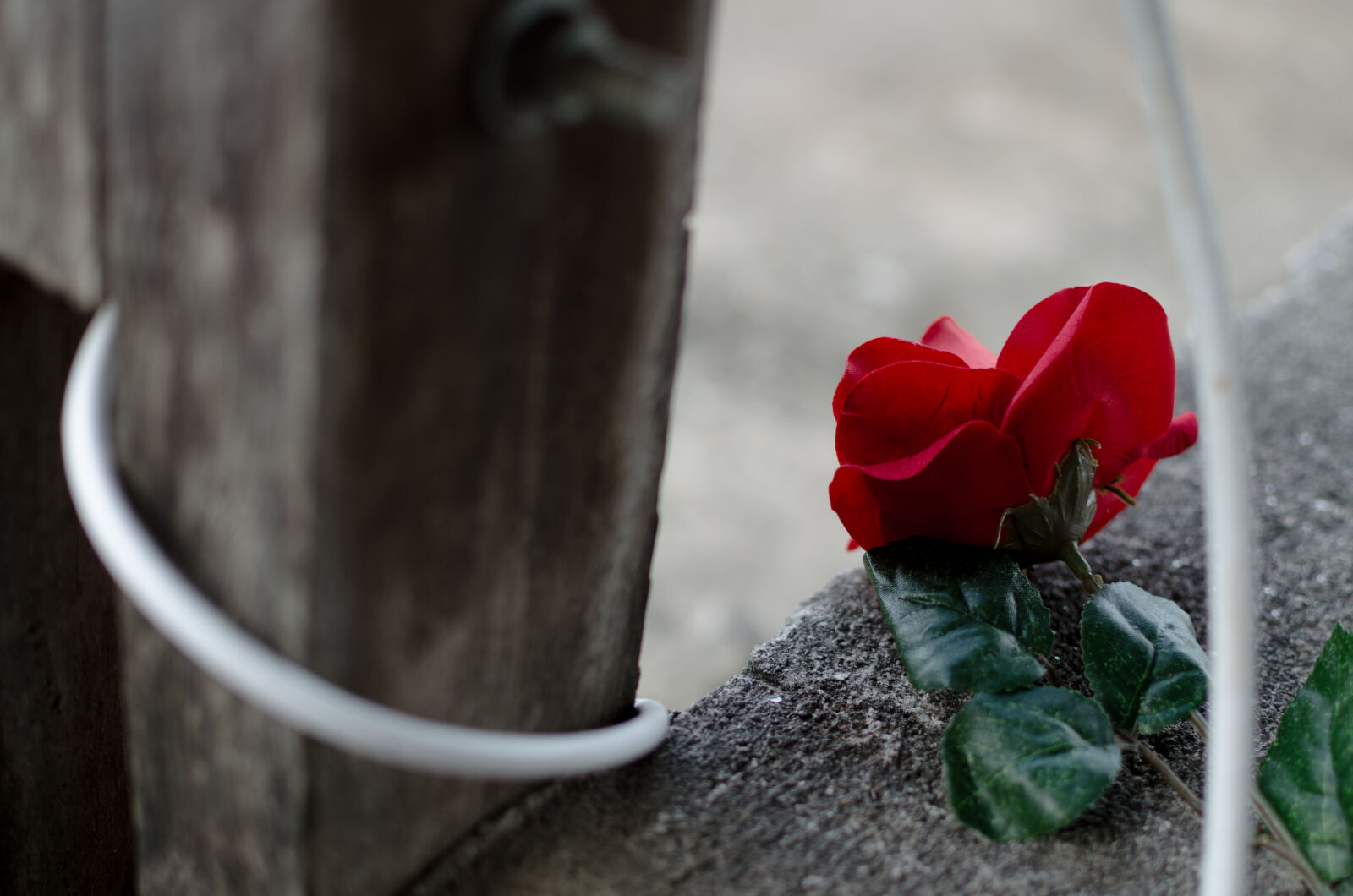 Nikon D5100 + Nikon AF-S DX Nikkor 35mm F1.8G sample photo. Lines, plastic, rose photography