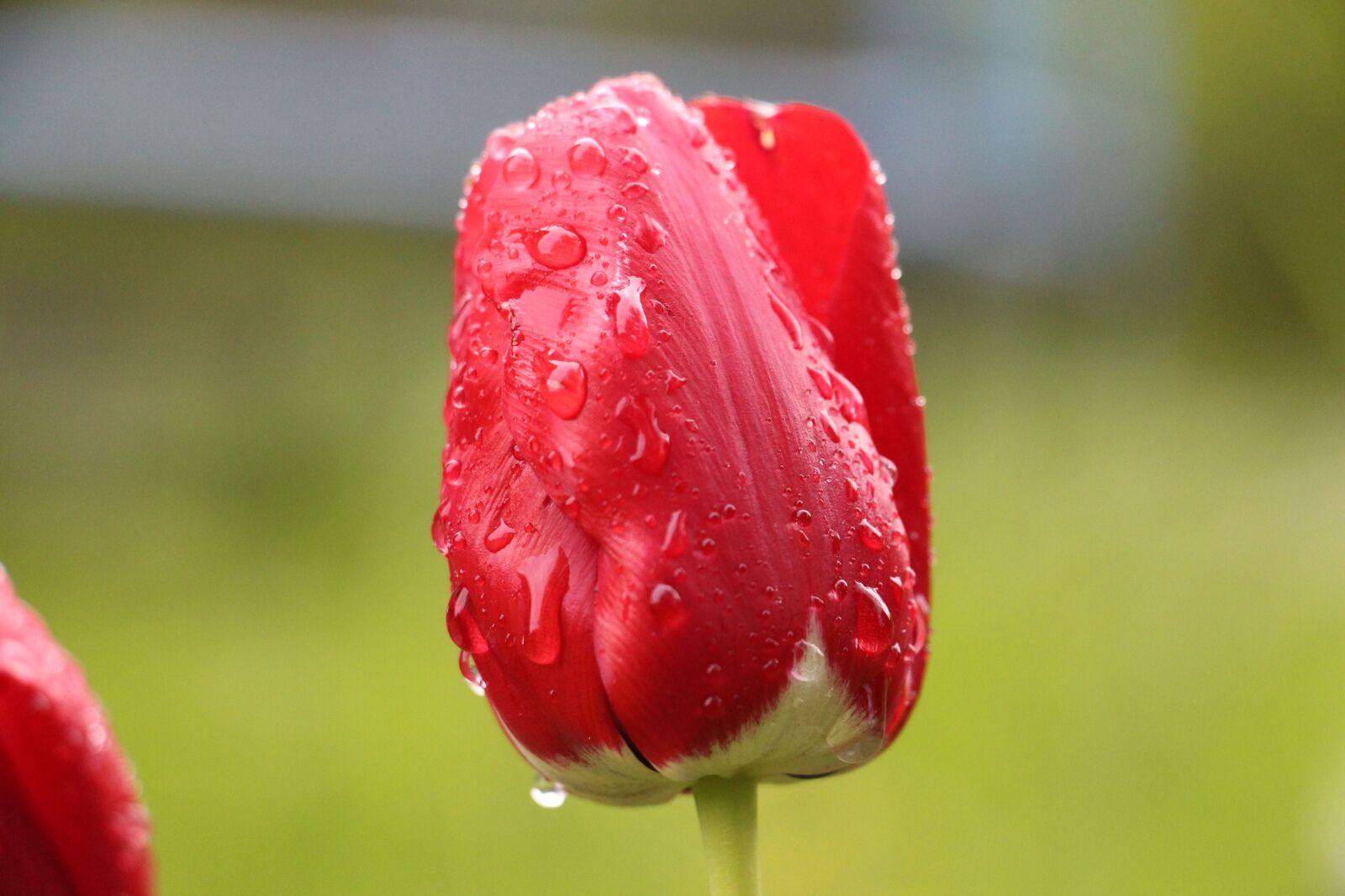 Canon EOS 700D (EOS Rebel T5i / EOS Kiss X7i) sample photo. Flower, red, red flower photography