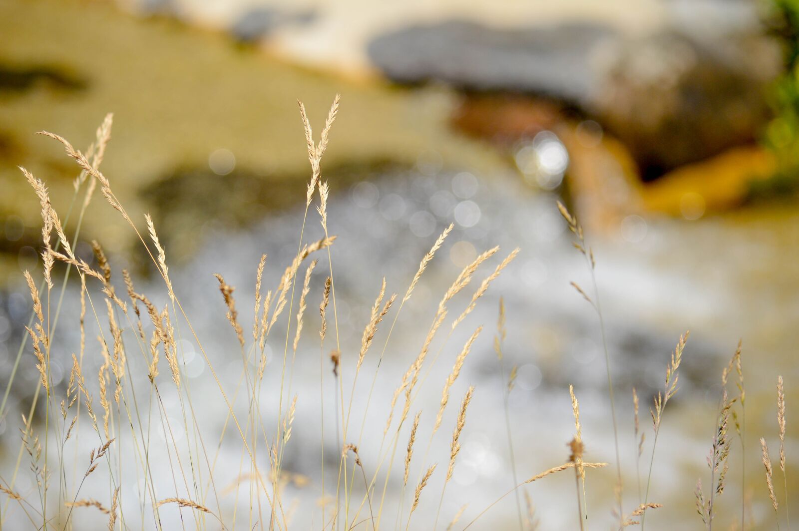 Nikon D3200 sample photo. Water, field, plant photography