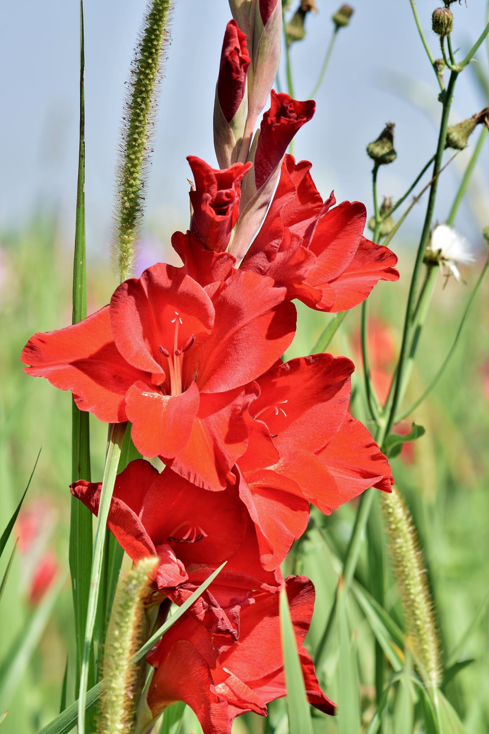 Nikon D7200 sample photo. Gladiolus, gladidus, butterfly greenhouse photography