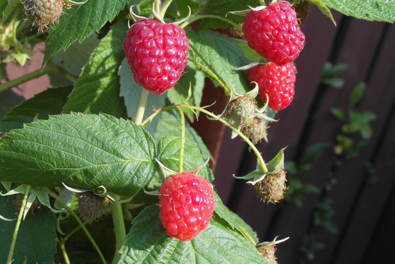 Samsung WB750 sample photo. Raspberries, fruit, red photography