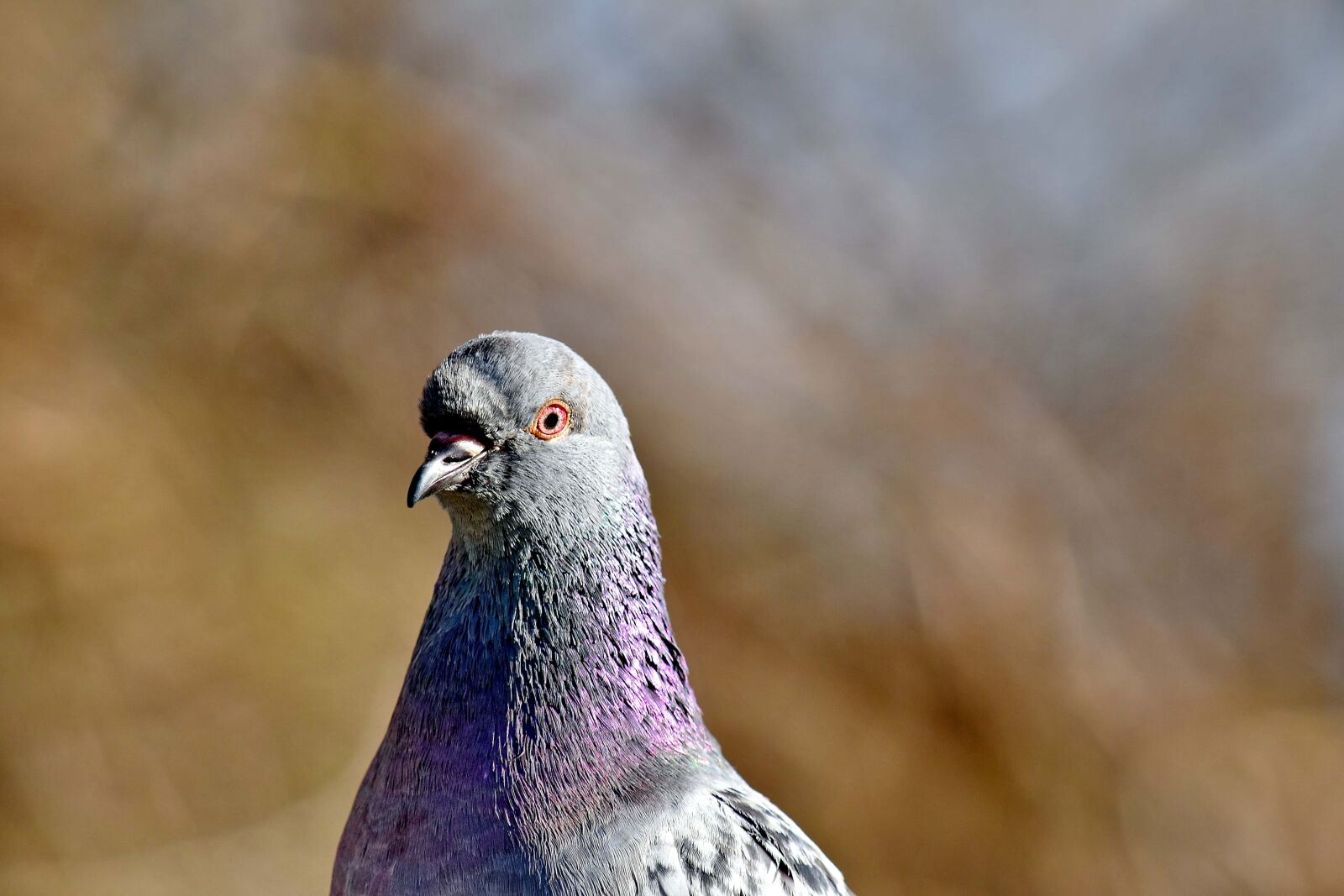 Nikon D5500 sample photo. Beak, bird, blur, colorful photography