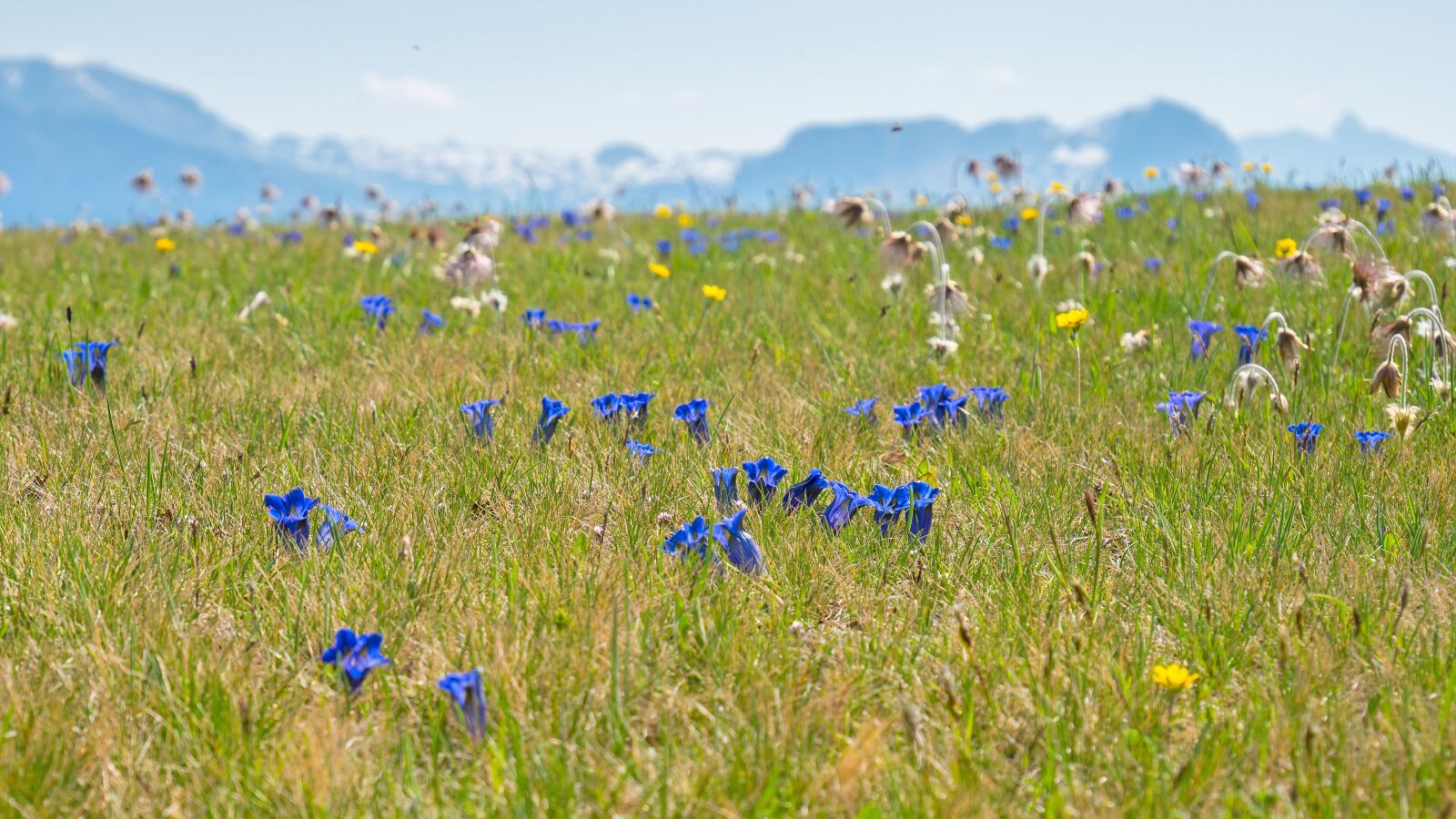 Panasonic Lumix DC-G9 sample photo. Alpine meadow, gentian, alpine photography