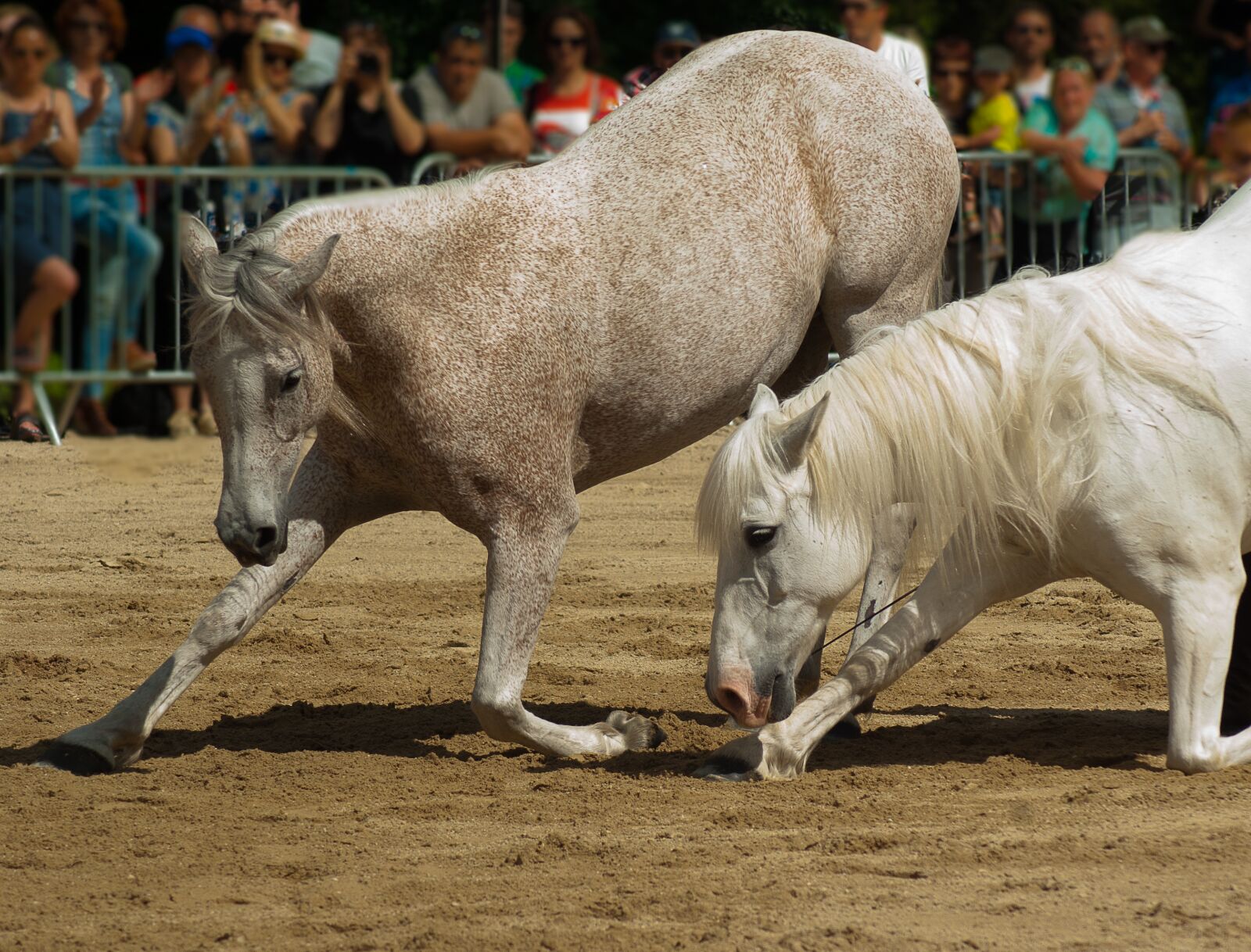 Tamron AF 70-300mm F4-5.6 Di LD Macro sample photo. Horses, dressage, horse show photography