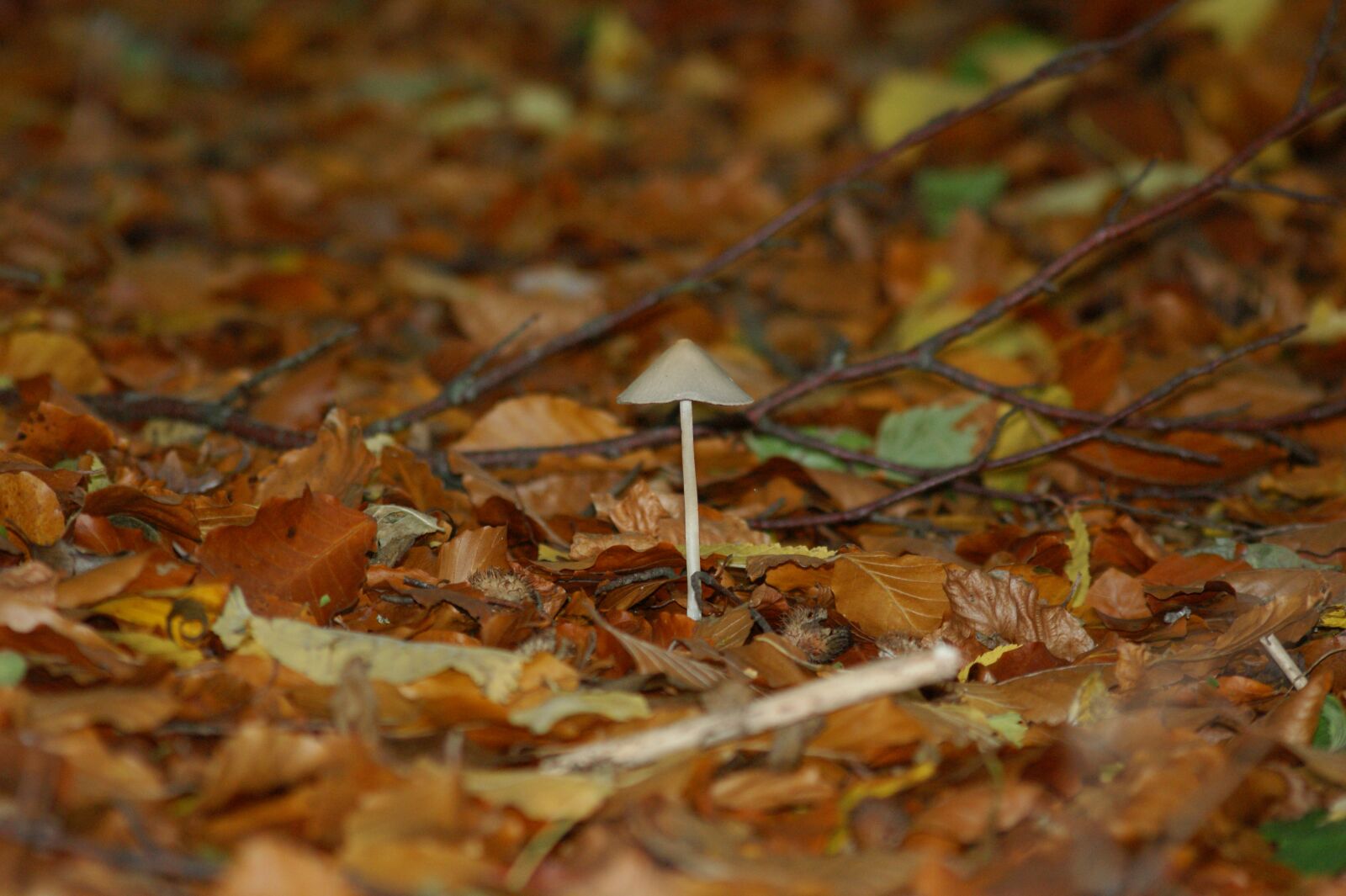 Sony Alpha DSLR-A350 sample photo. Sponge, natural, forest photography