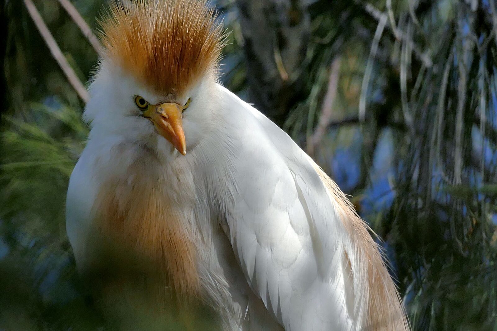 Panasonic Lumix DMC-FZ1000 sample photo. Heron, cattle egret, bird photography