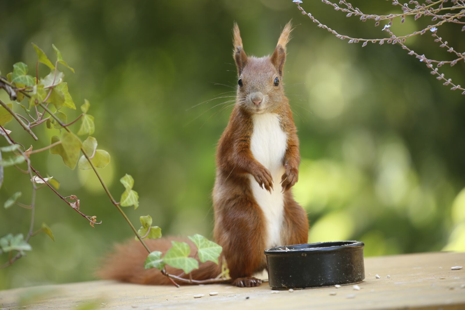 Canon EOS 5D Mark III sample photo. Animal, squirrel, nature photography