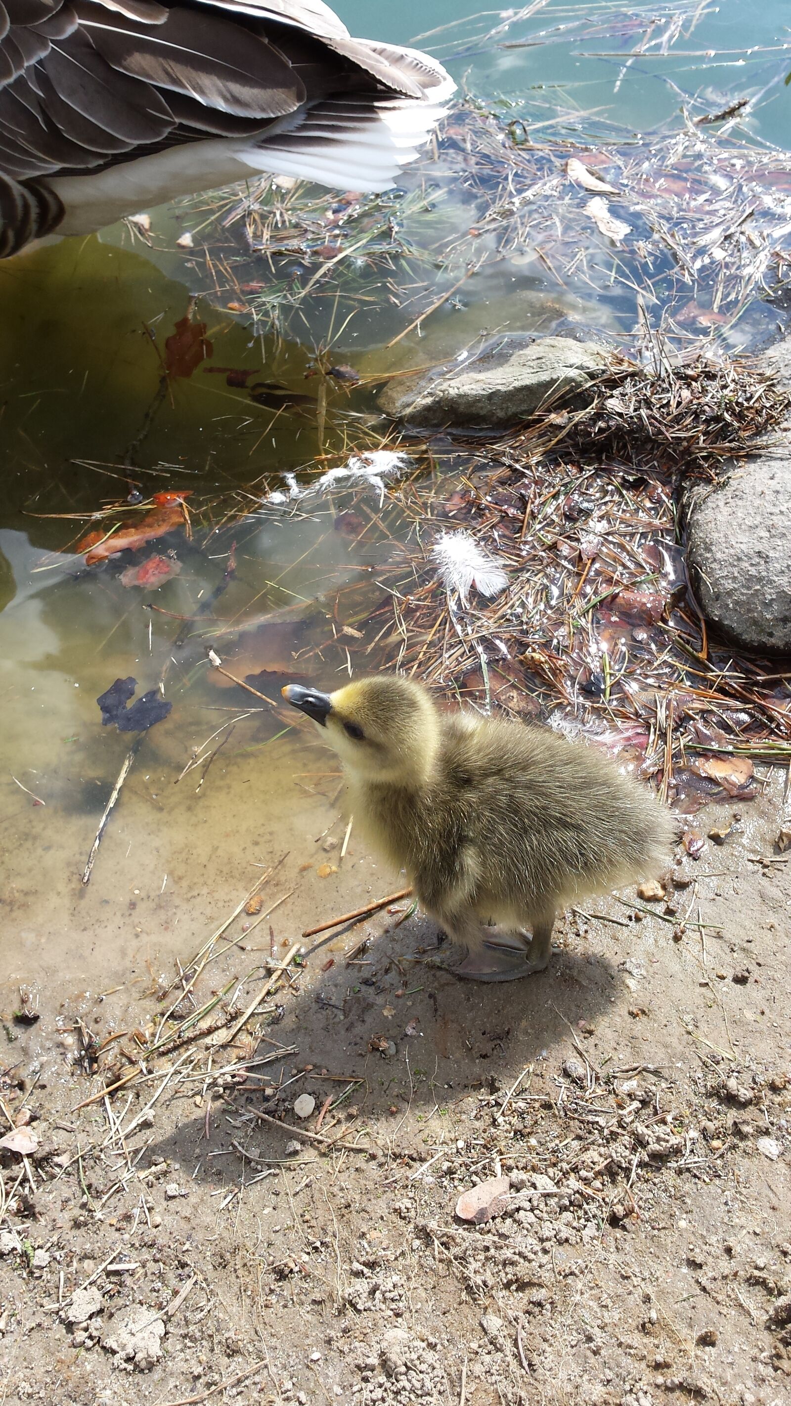 Samsung Galaxy S4 sample photo. Animals, chicks, duck photography