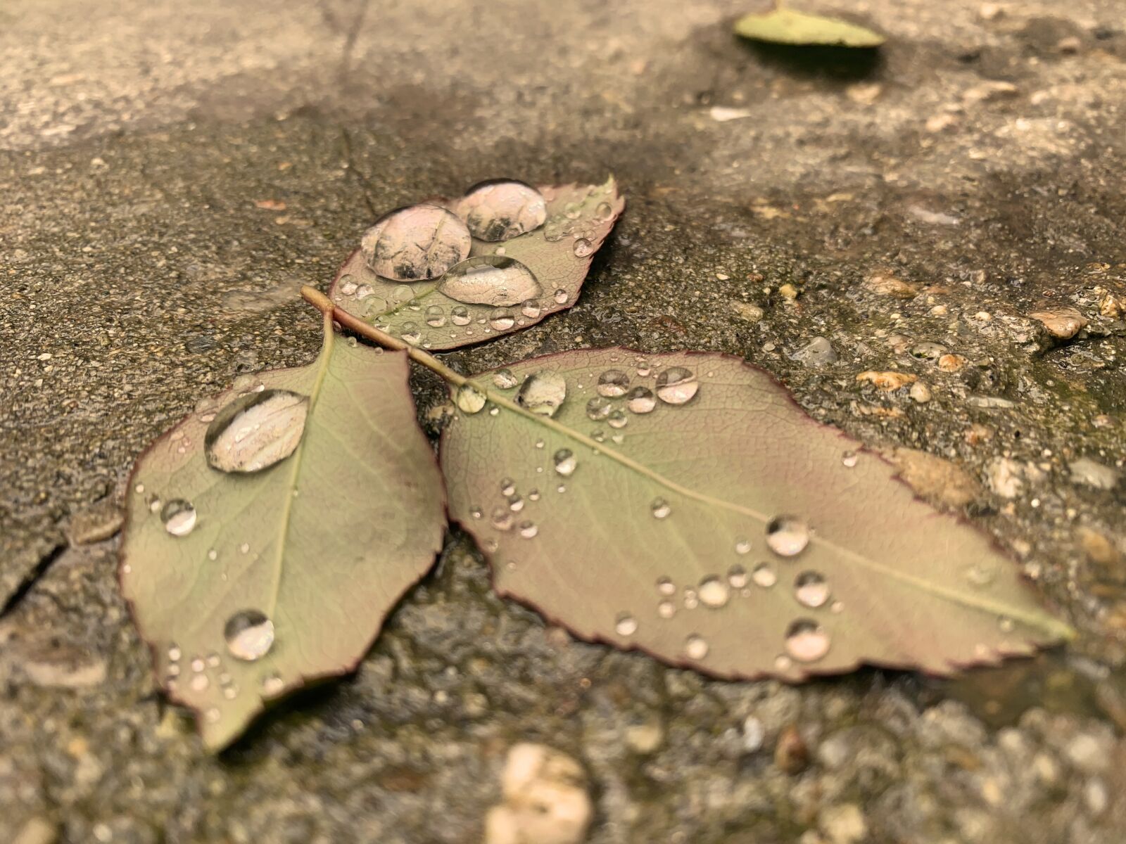 Apple iPhone XR sample photo. Leaf, rain, nature photography