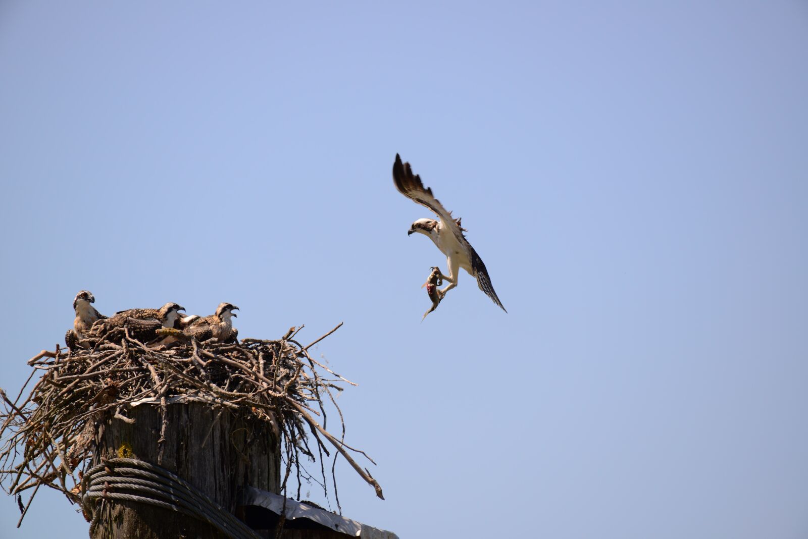 Nikon D800 sample photo. Bird, sky, outdoors photography