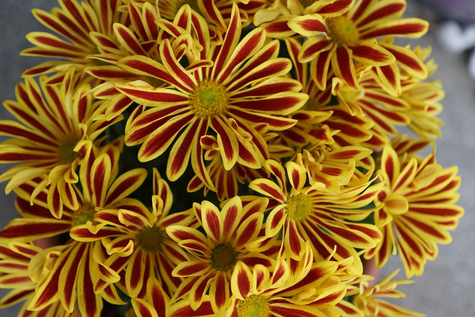 Sony DT 16-50mm F2.8 SSM sample photo. Chrysanthemum, flower, yellow photography