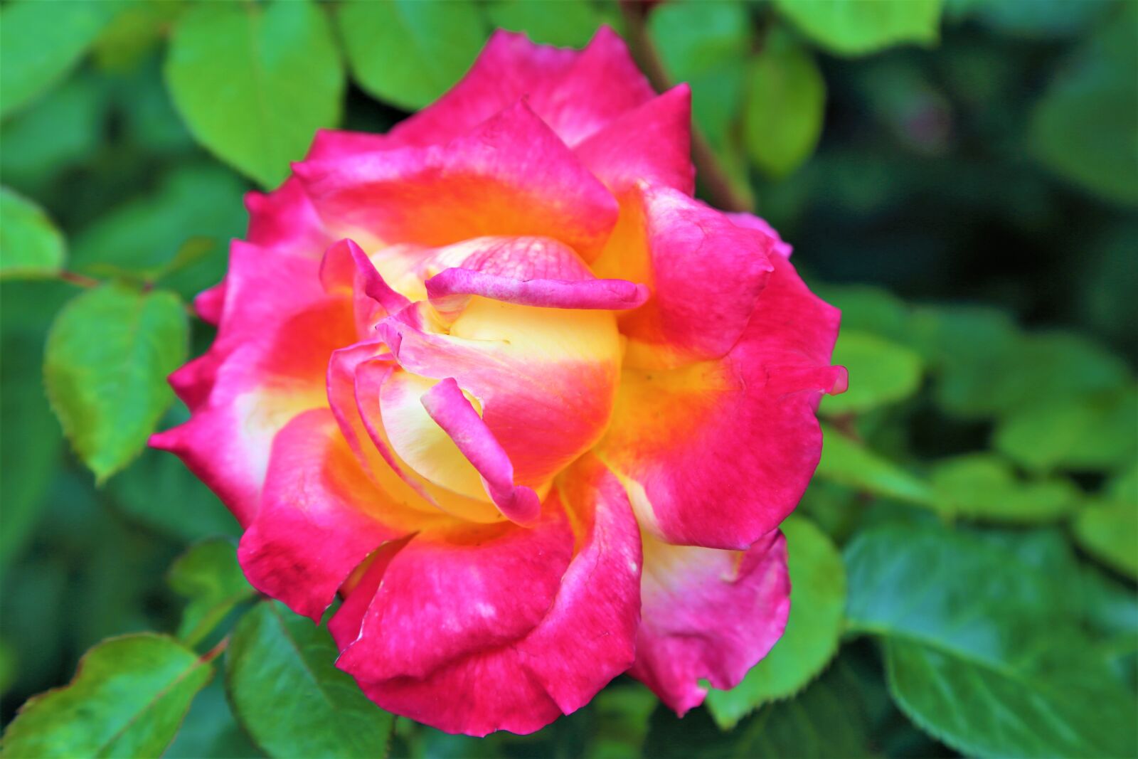 Canon EF 24-105mm F4L IS USM sample photo. Rose, spring, nature photography