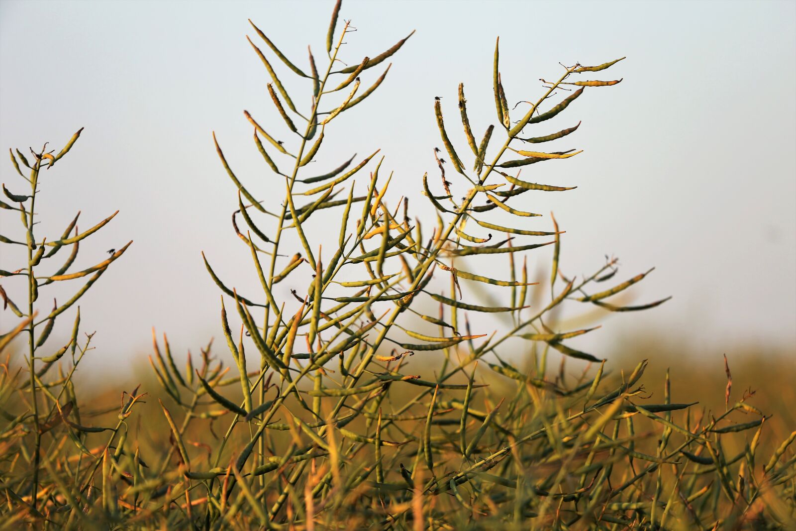 Canon EF 70-300 F4-5.6 IS II USM sample photo. Agriculture, rapeseed, evening photography
