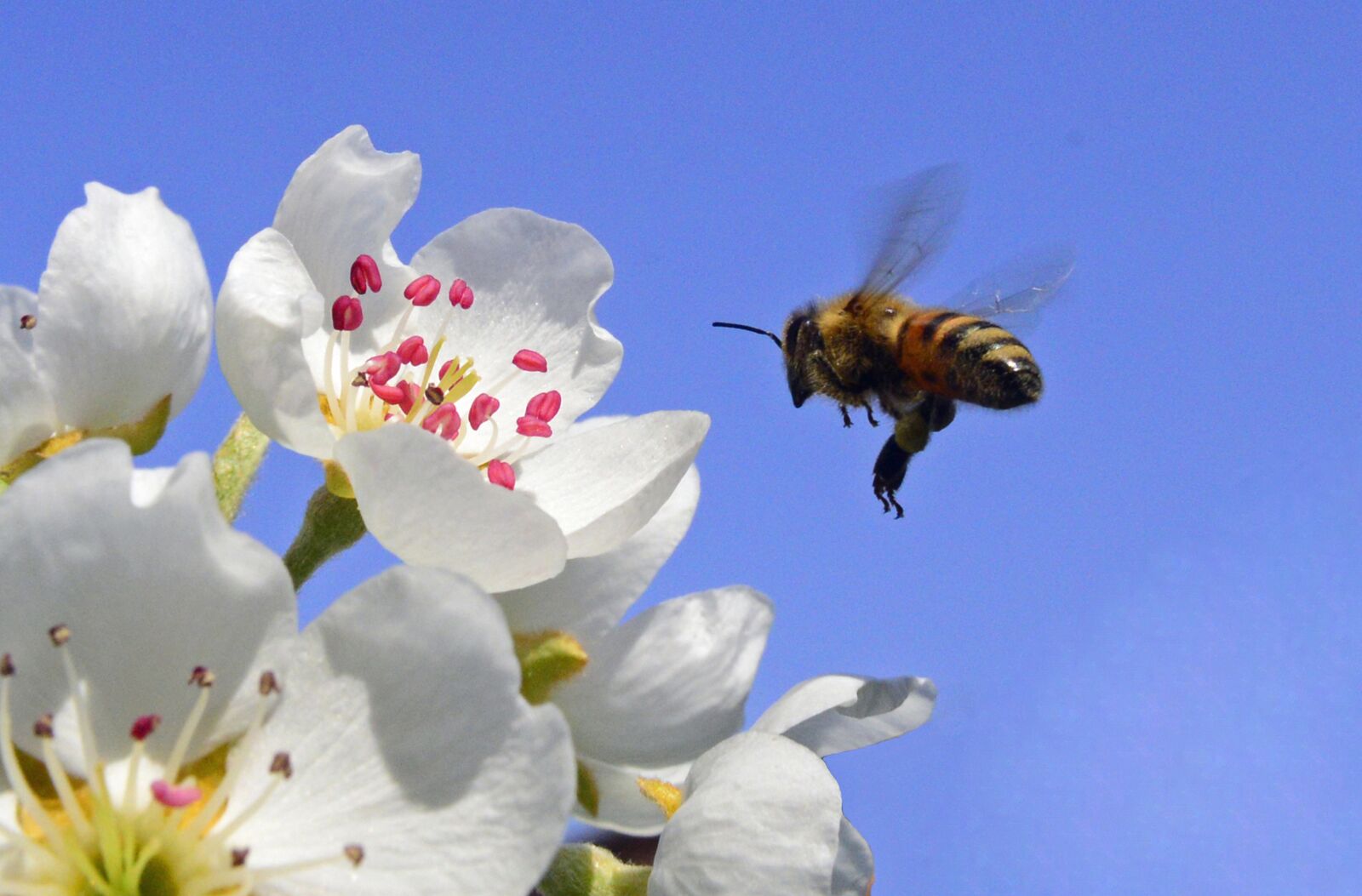 Nikon D610 sample photo. Bee, insect, flower photography